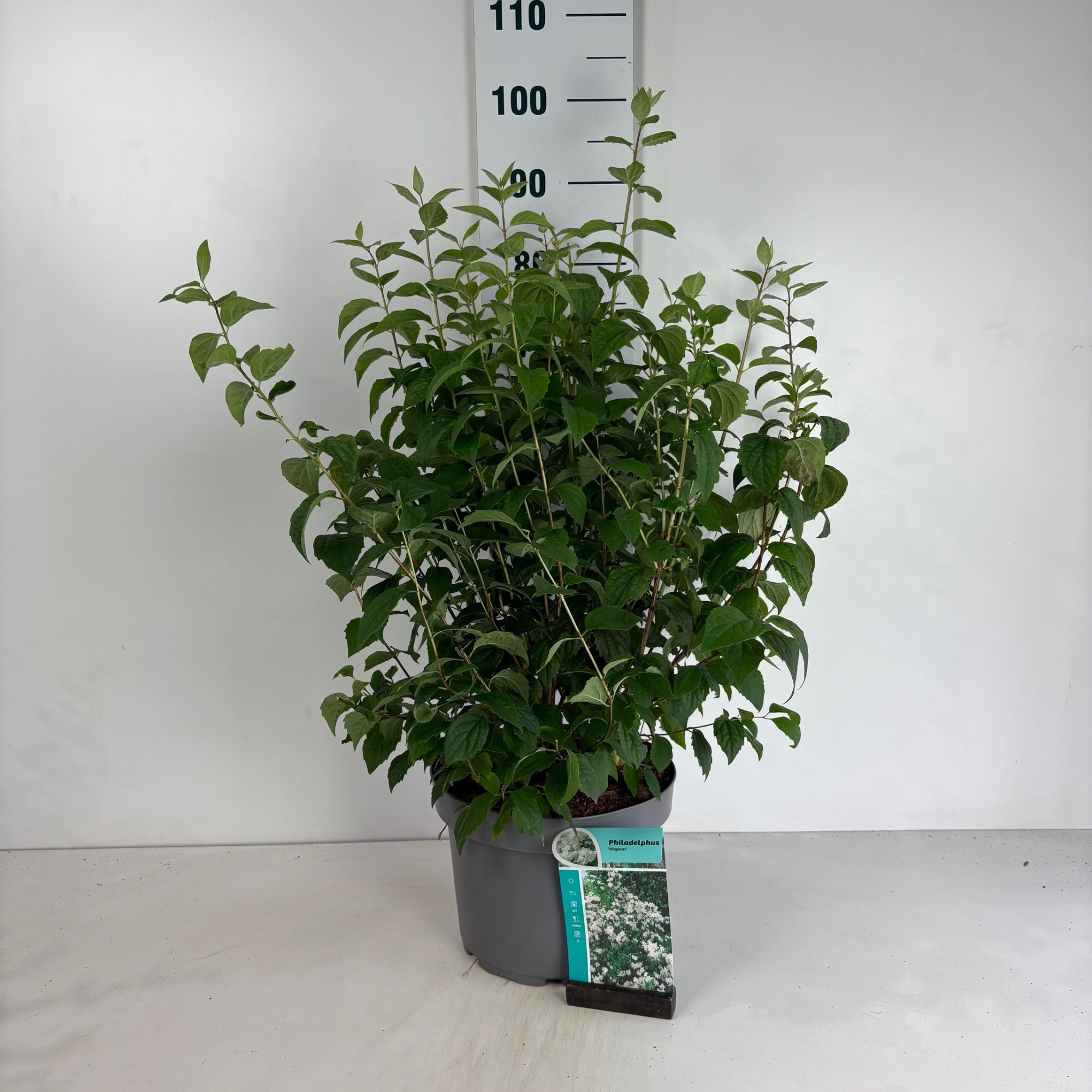 Philadelphus Virginal, D 29 cm