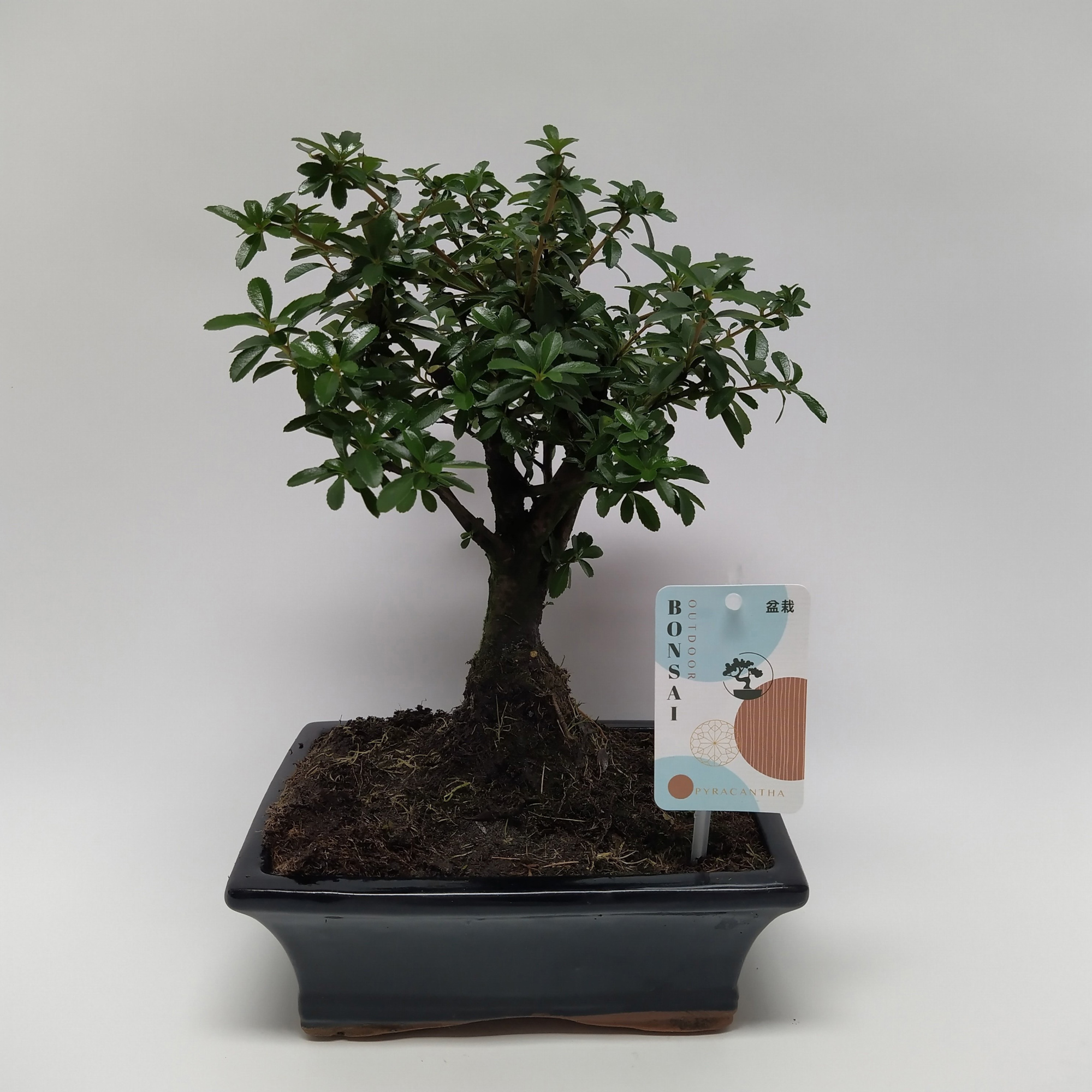Pyracantha Bonsai Traditional 20 cm, D 20