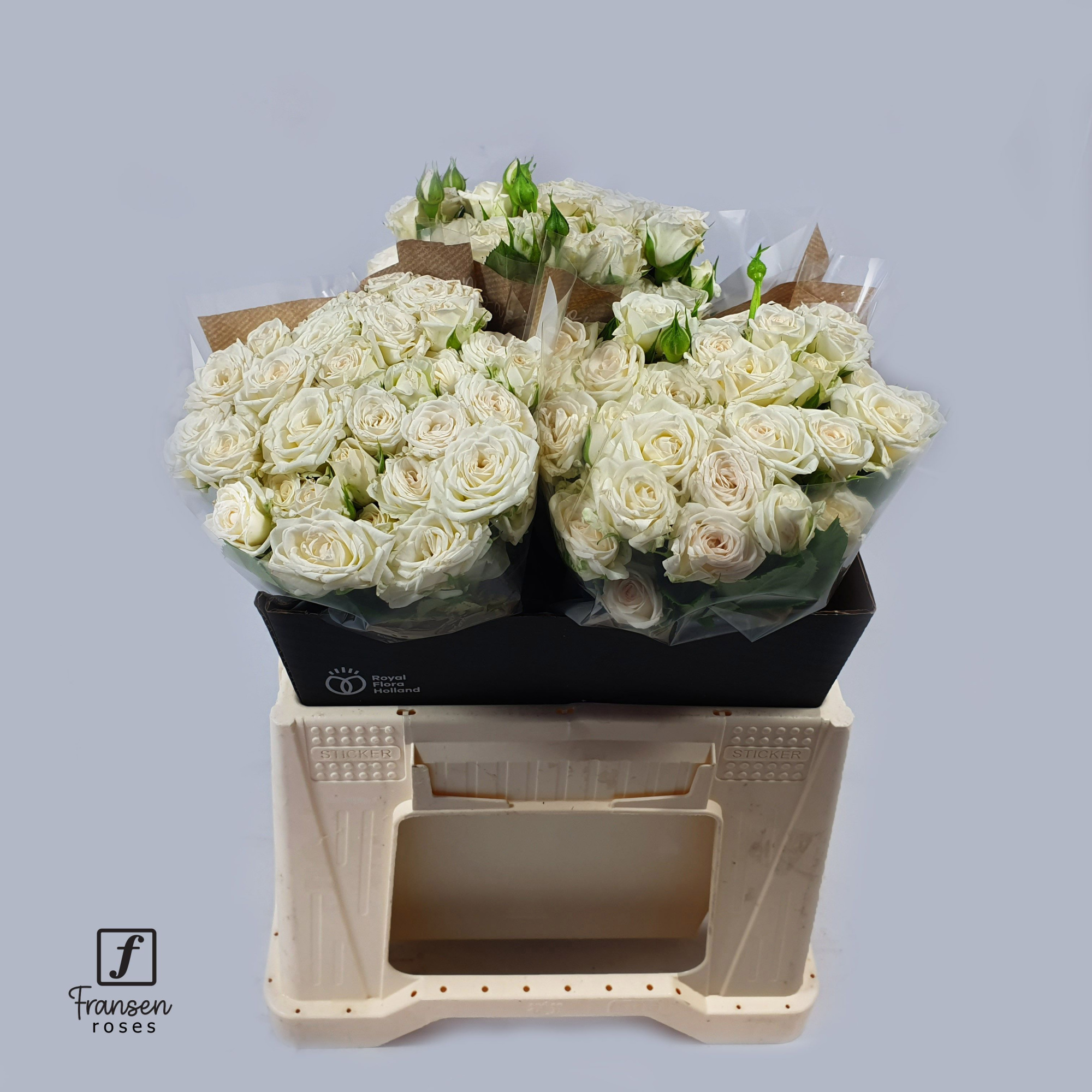 Роза куст. Джозефина 40, шт.