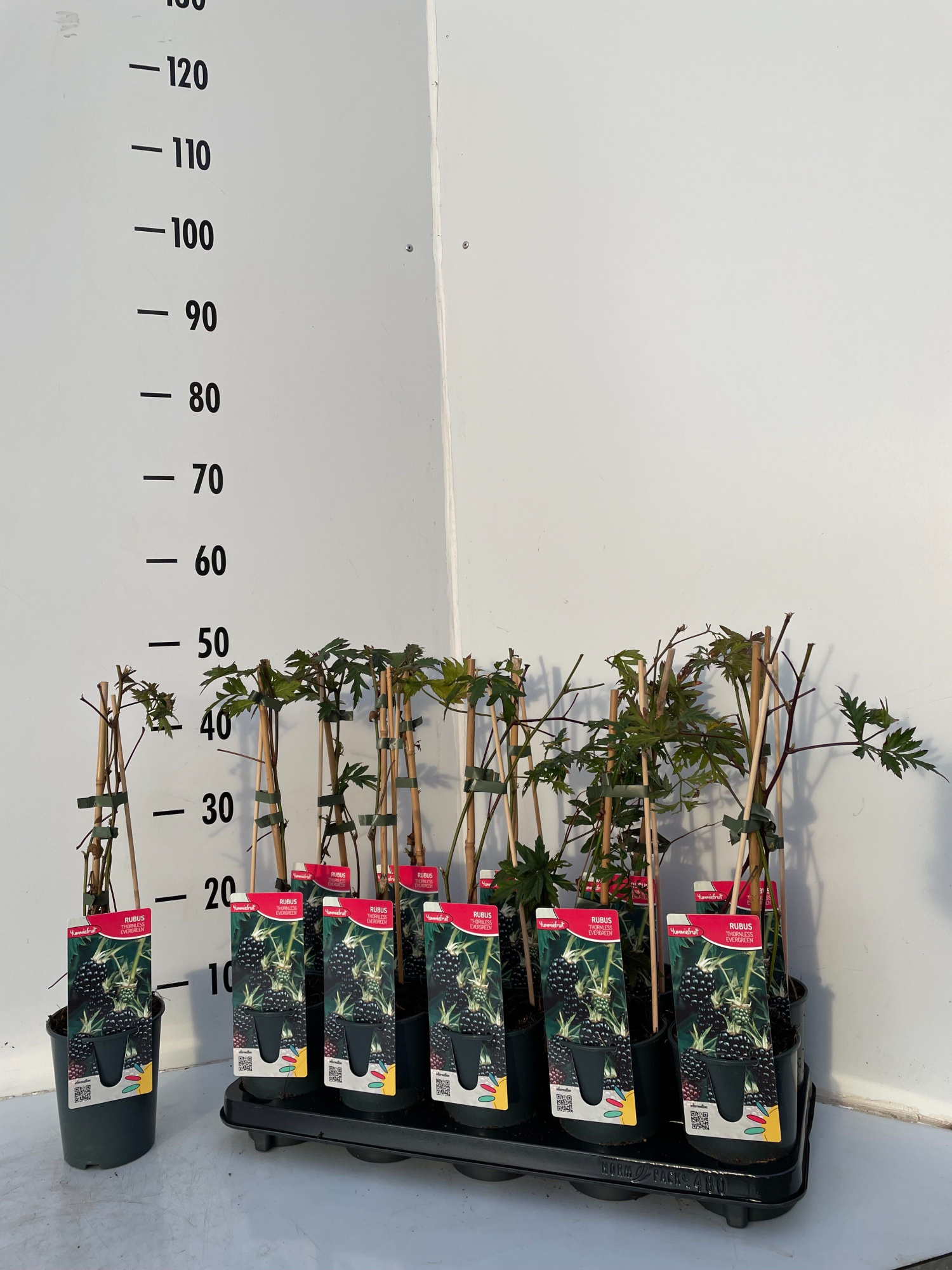 Rubus fruticocus Thornless Evergreen, D 12 cm