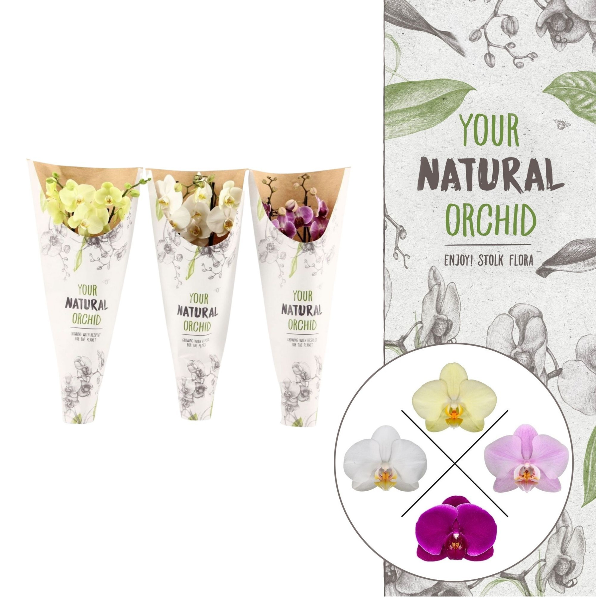 Your Natural Orchid | Mix in paper sleeve | Phalaenopsis 2 spike, D 12 cm