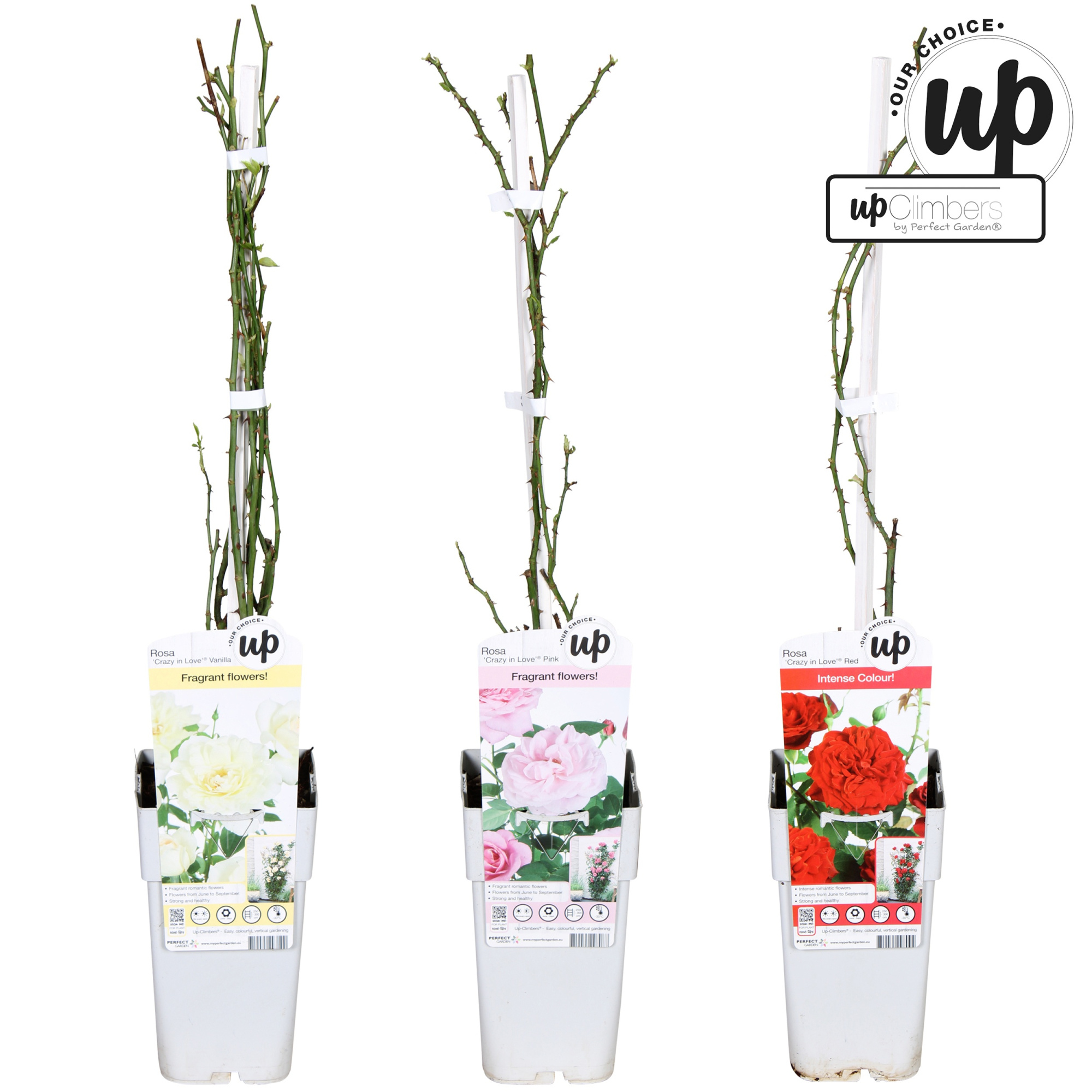 Rosa Our Choice mix laag P15, D 15