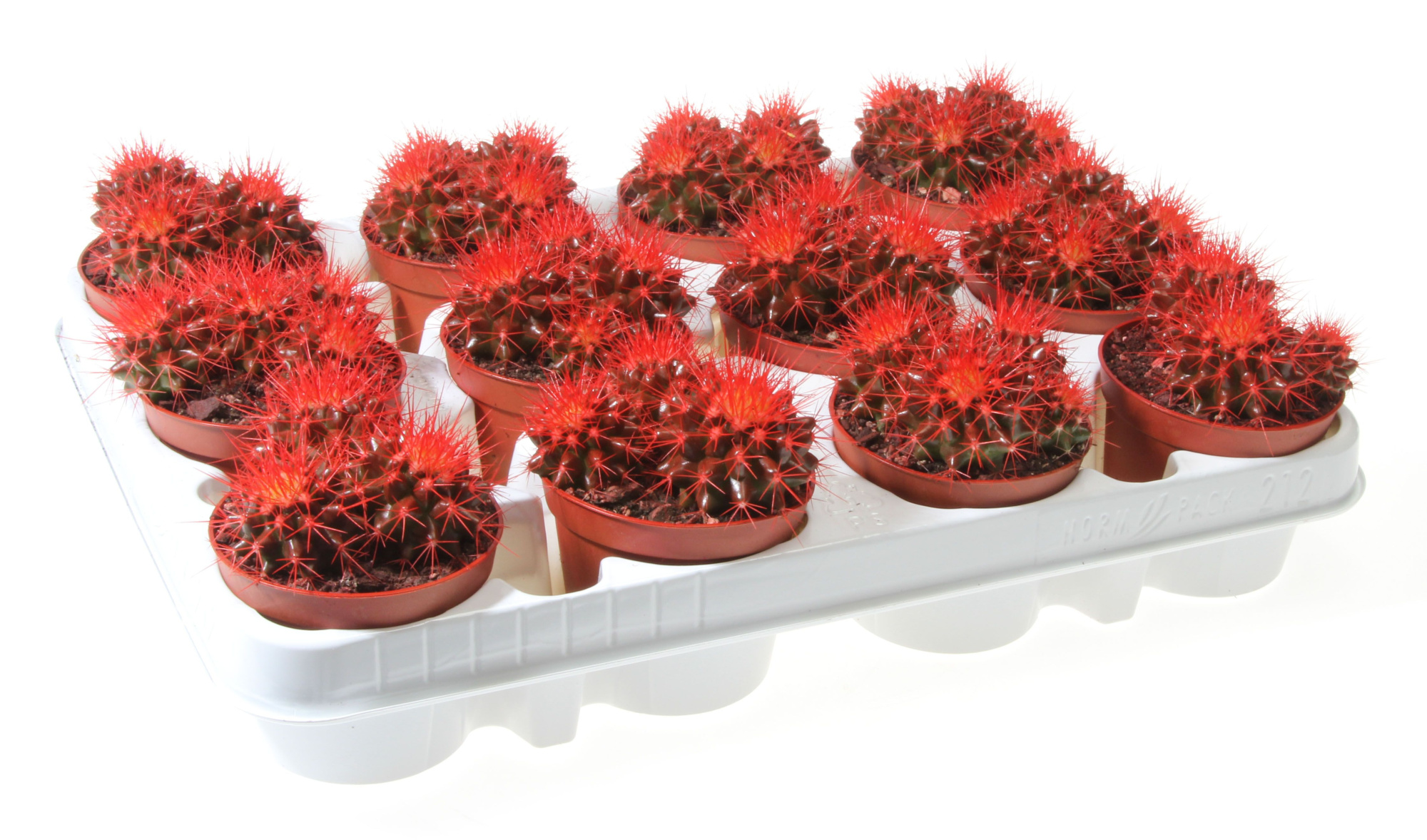 Grusonii rainbow rood, D 8,5 cm