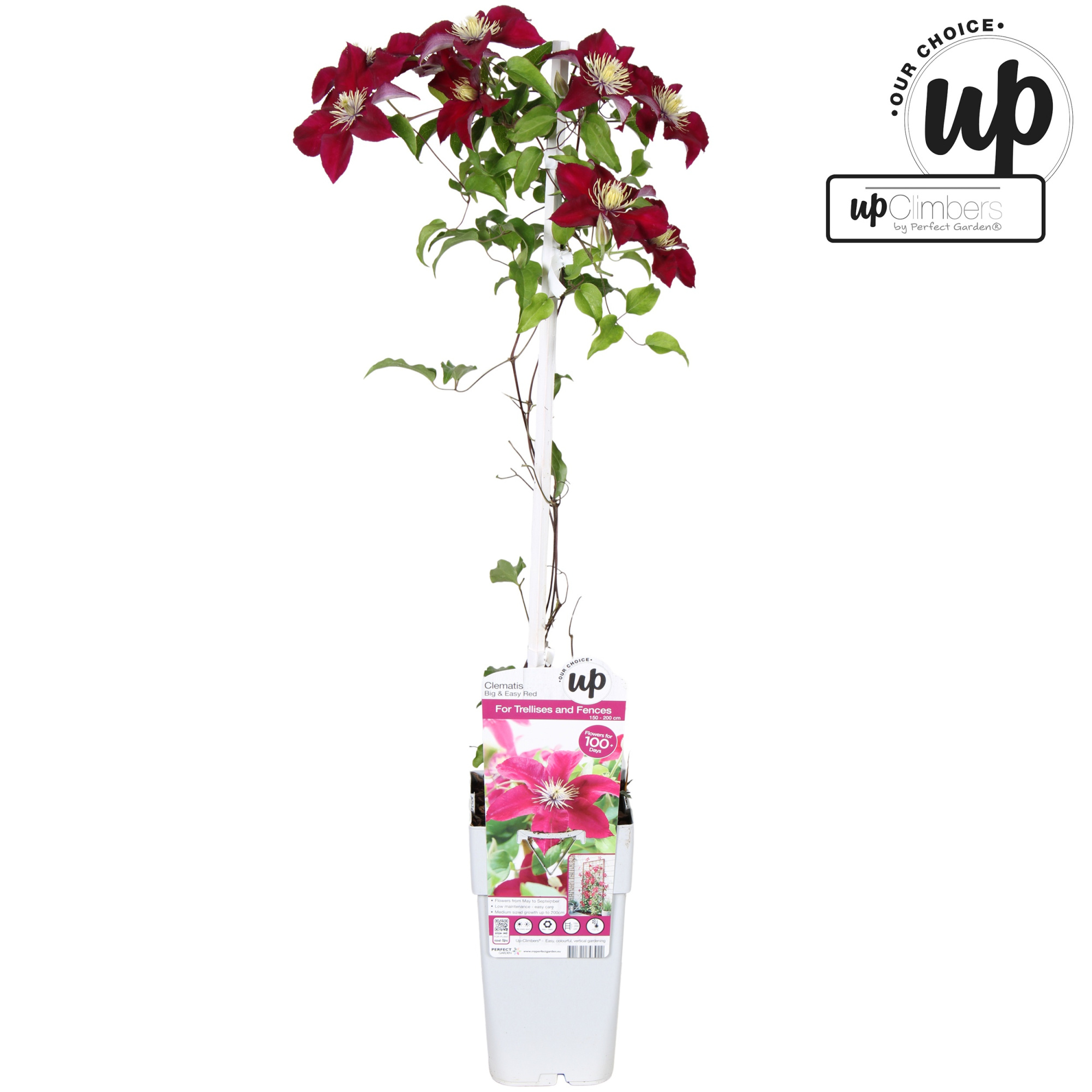 Clematis Big and Easy Red - Elpis P15, D 15 cm