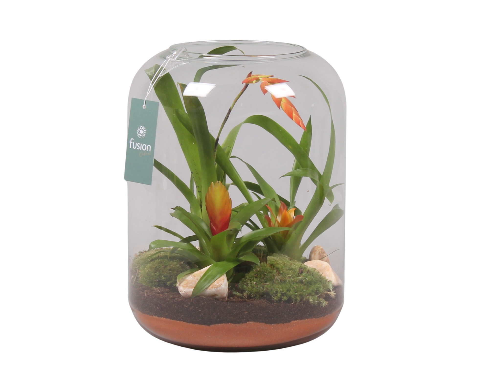Green Bottle Isabella XLarge met Bromelia, D 23