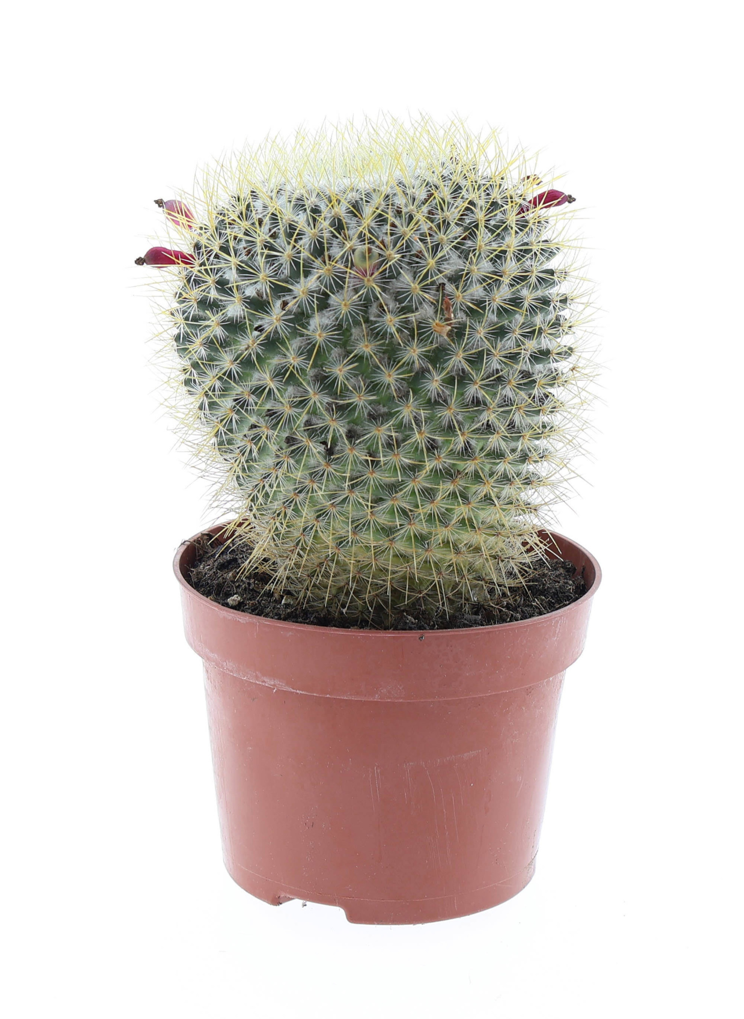 Mammillaria pringley geel E, D 12 cm