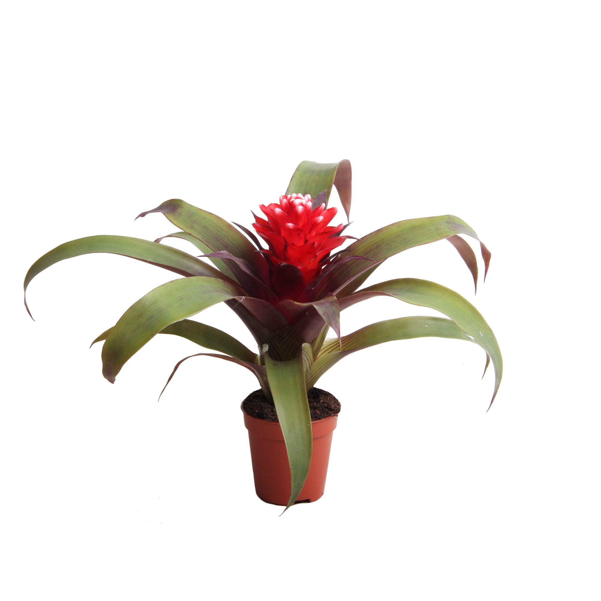 Guzmania Priscilla, D 5,5 cm