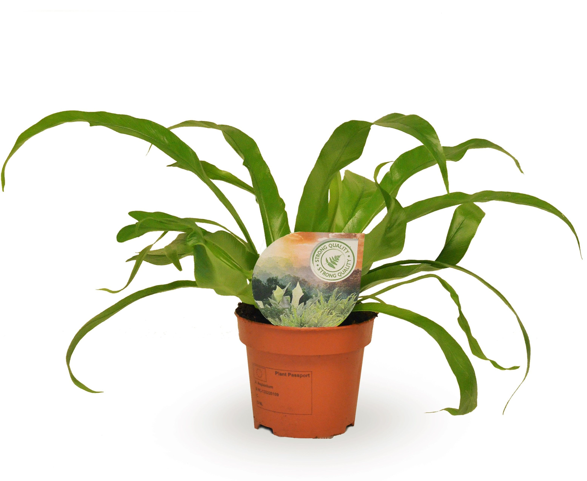 Asplenium antiquum, D 12 cm