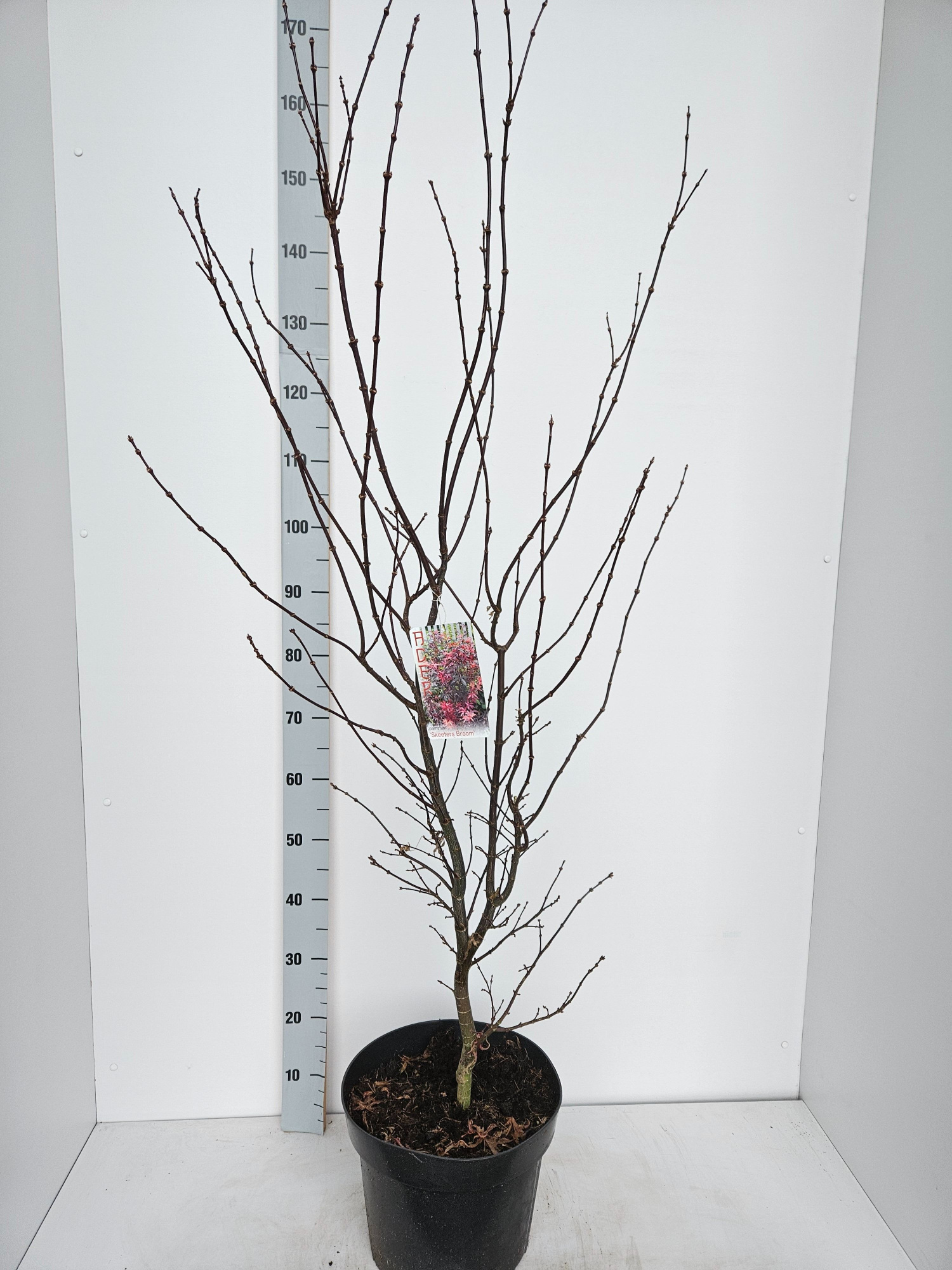 Acer palmatum 'Skeeters Broom', D 31