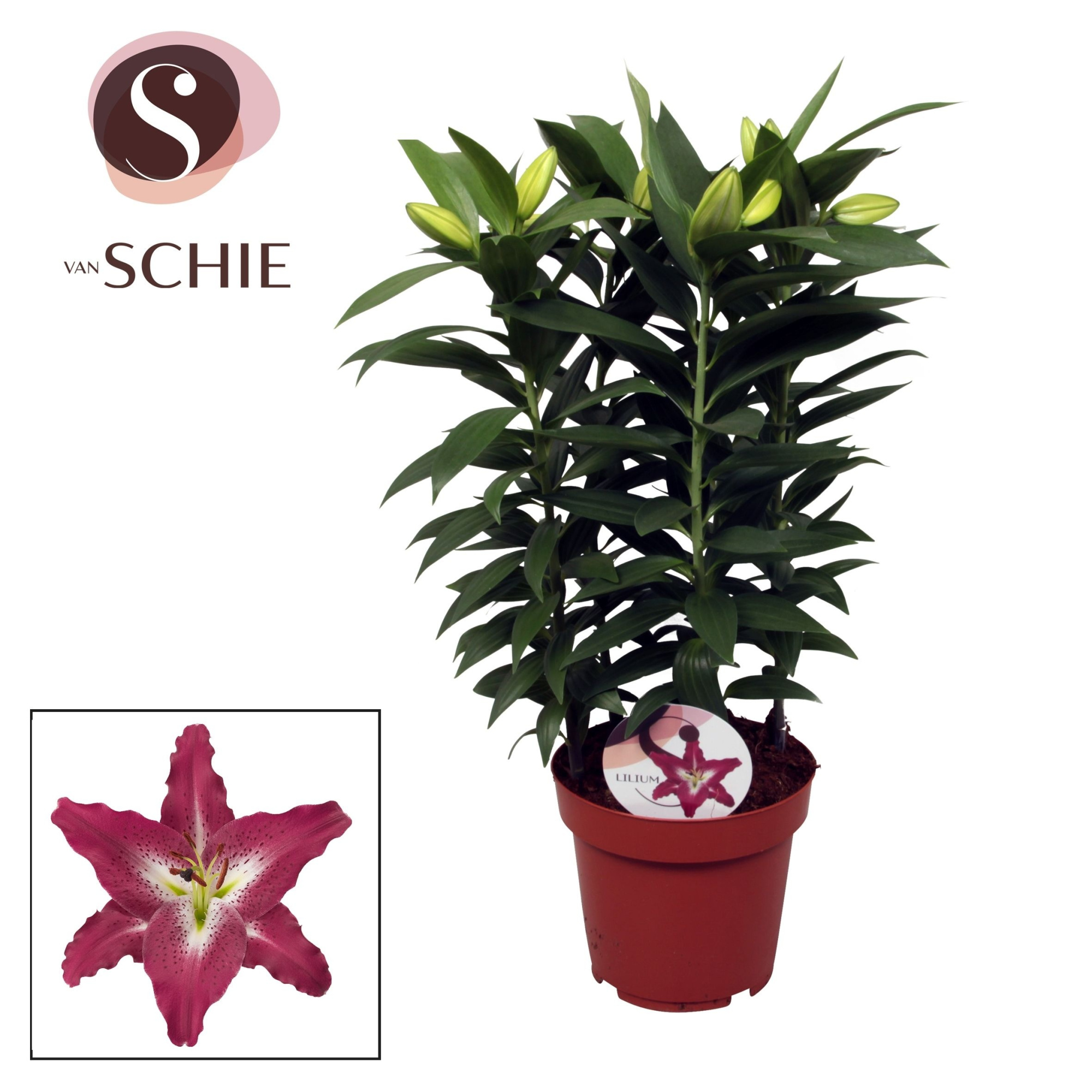 Lilium Or Entertainer 19cm, D 19 cm