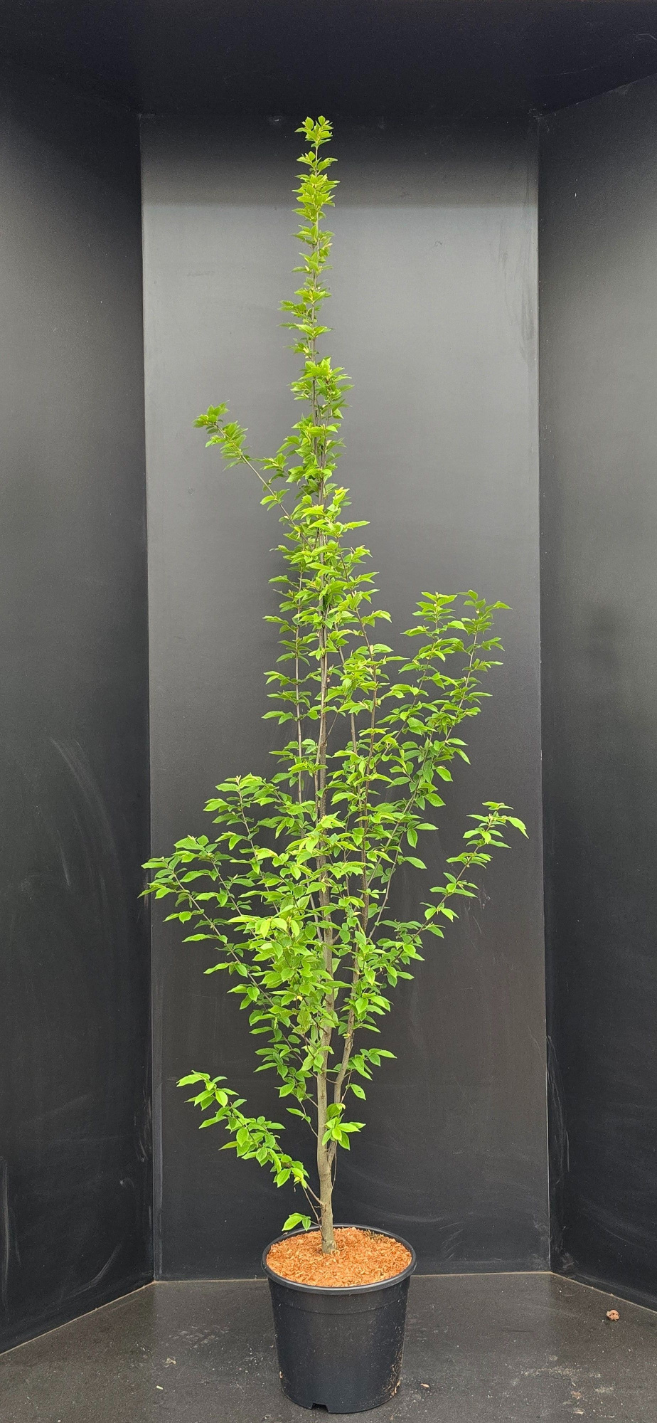 Carpinus betulus Fastigiata, D 30 cm