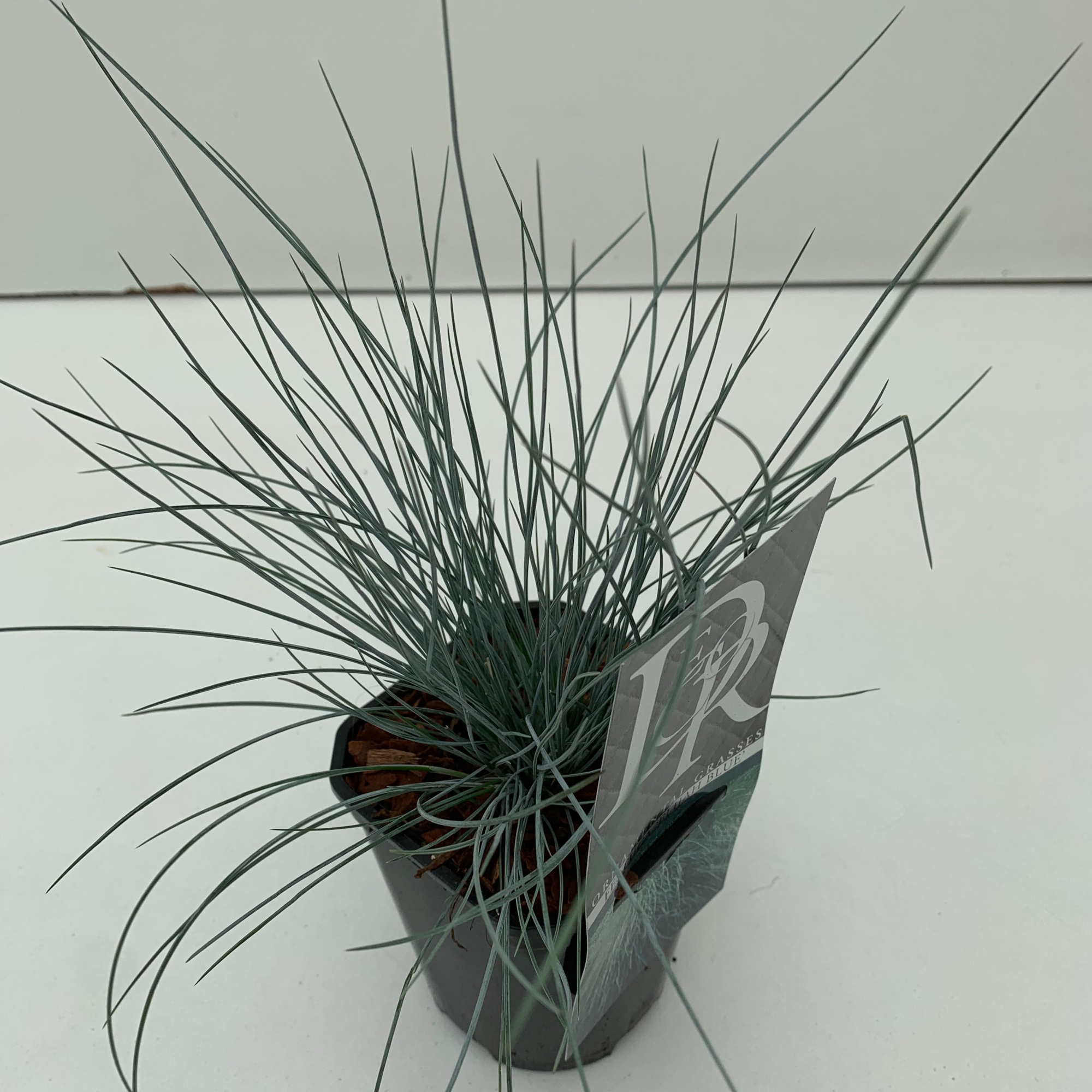 Festuca 'Elijah Blue', D 13 cm