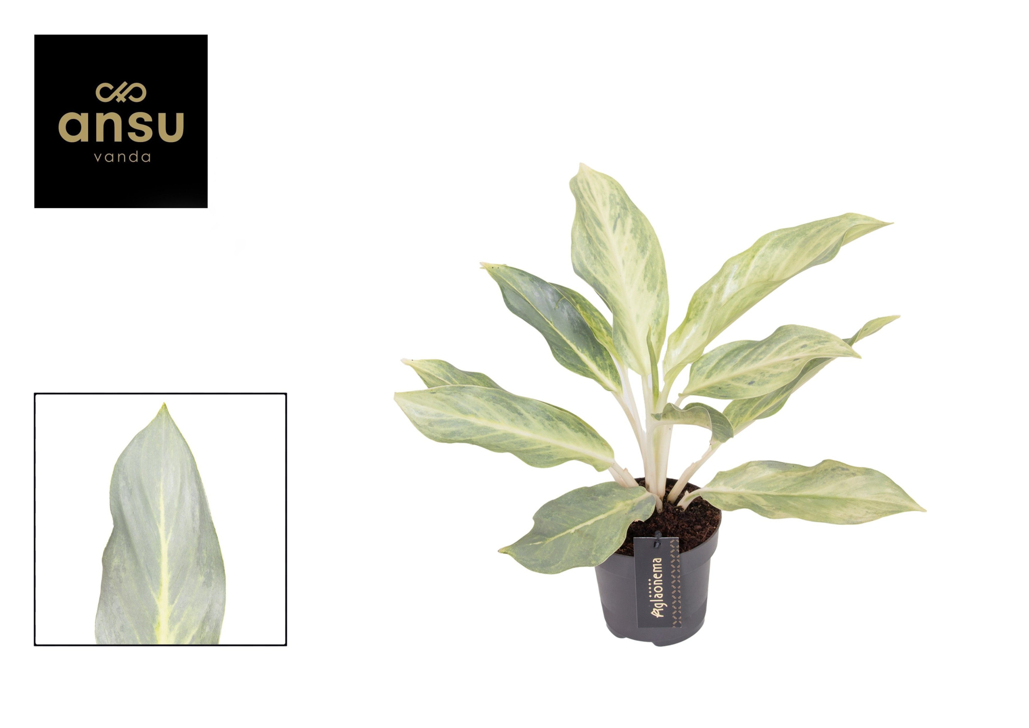Aglaonema Aqua Green, D 12 cm