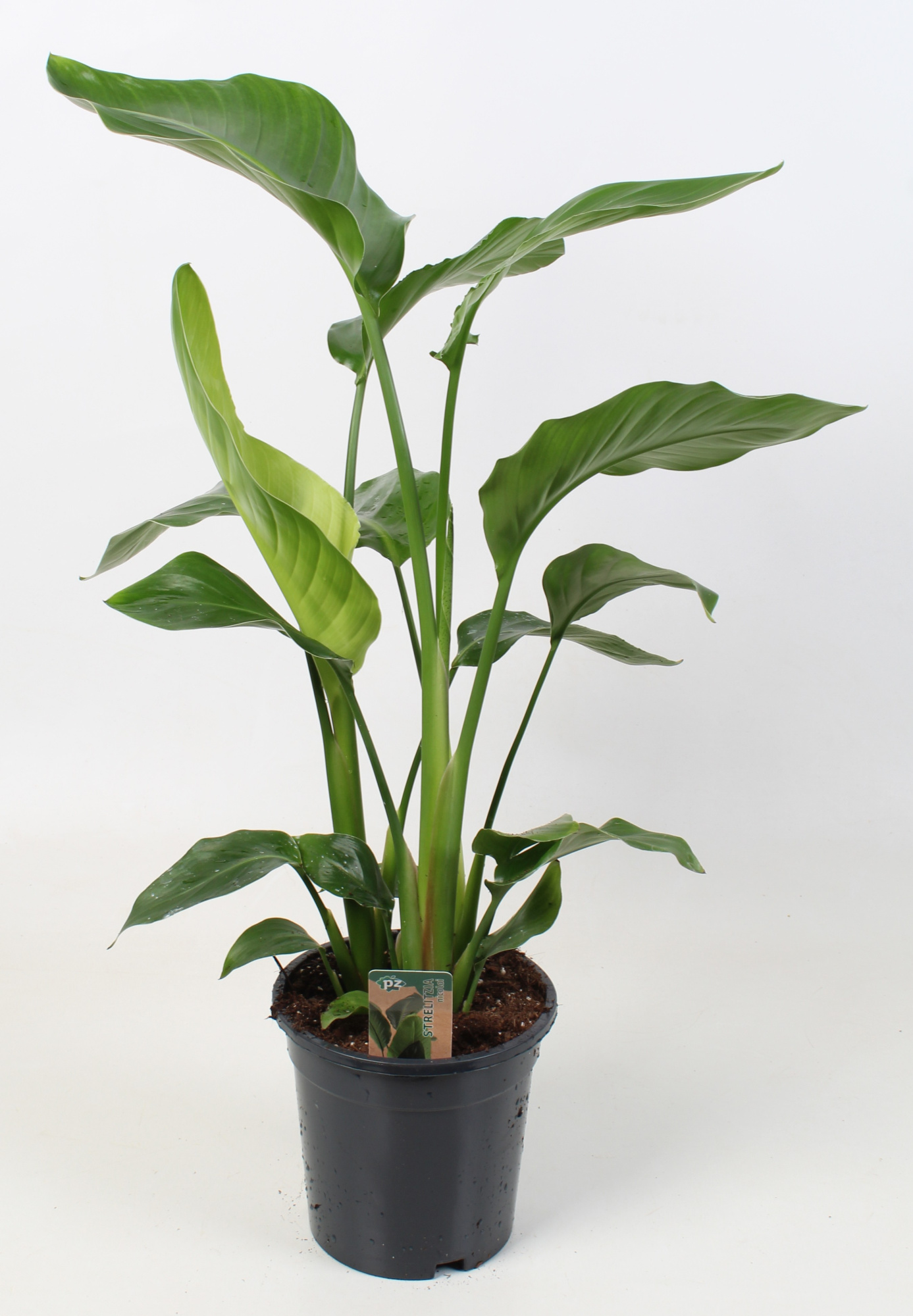 Strelitzia nicolai 17 cm 3 pp, D 17 cm