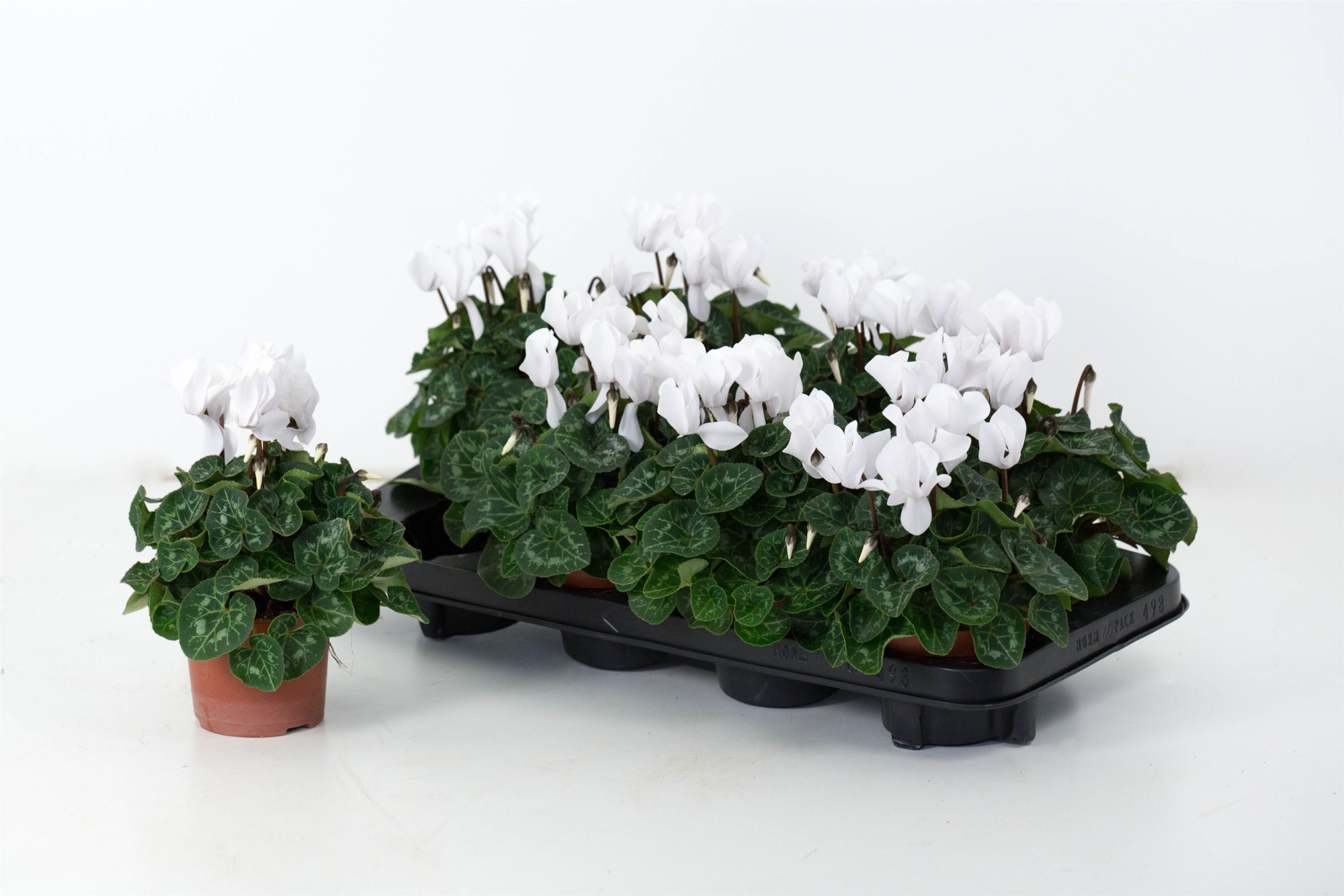 Cyclaam Super Serie Allure White, D 10,5 cm