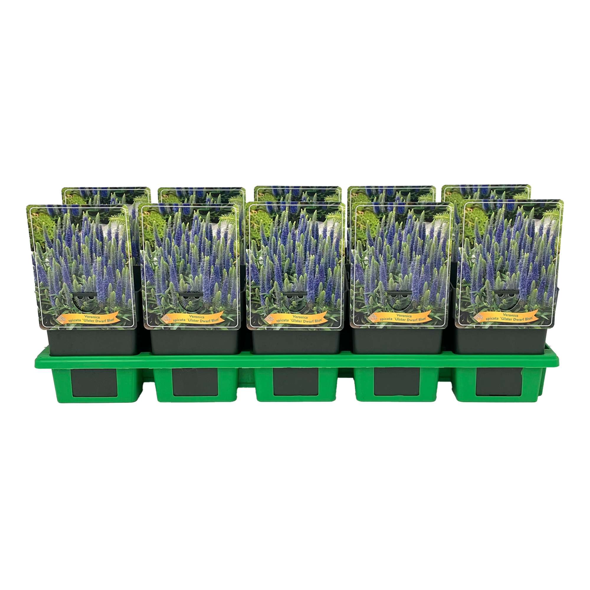 Veronica spicata 'Ulster Dwarf Blue' P11, D 11
