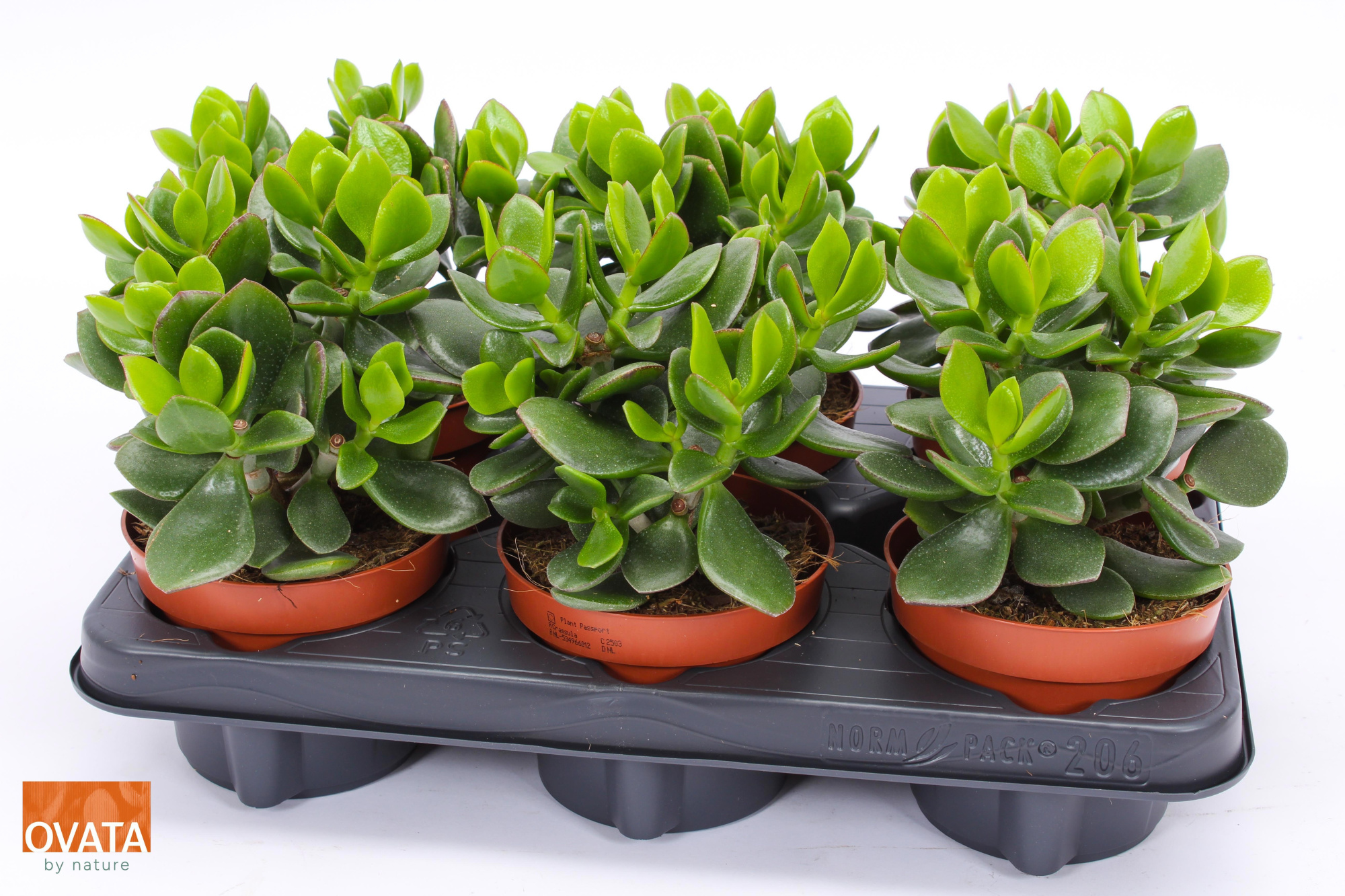 Crassula hulk 12, D 12