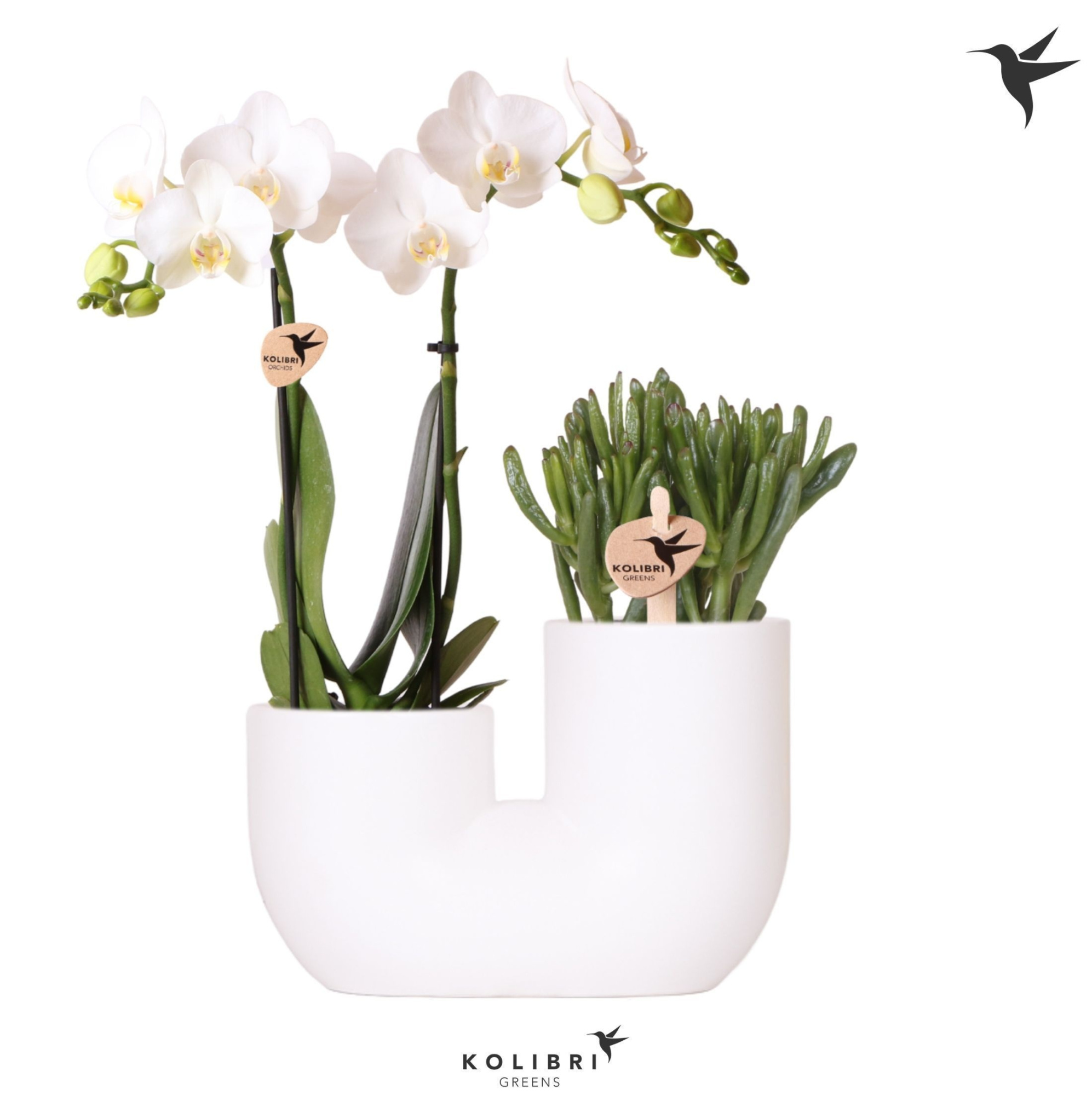 Kolibri Orchids Phalaenopsis White 2 spike and Succulent in Tube white, D 18 cm