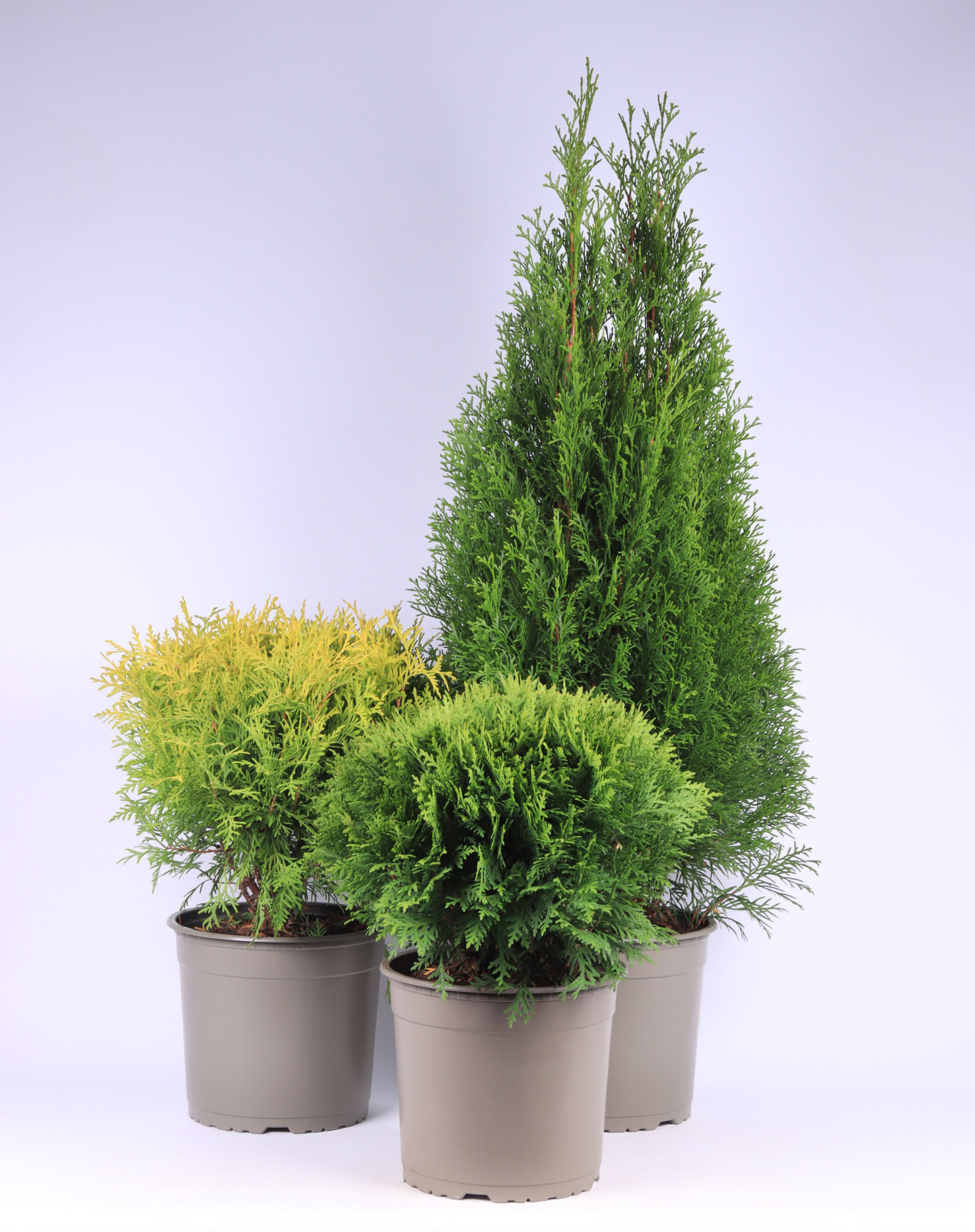 Thuja gemengde bak, D 23 cm