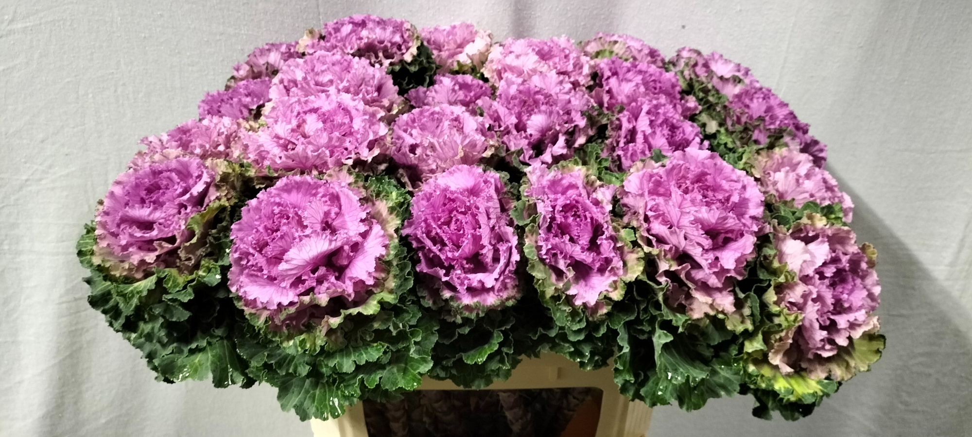 Брассика Эмпае Богдана 70, шт.