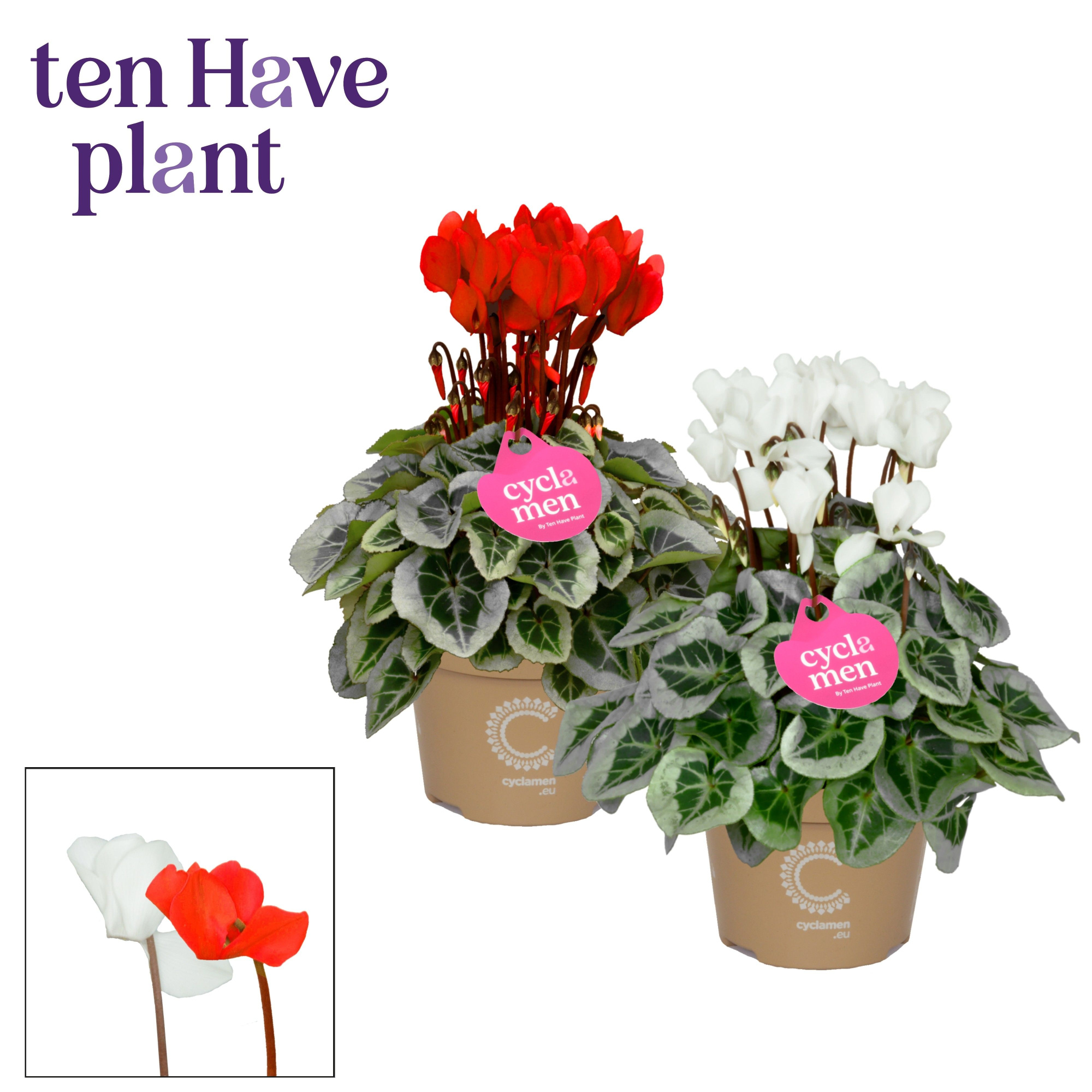 Cyclamen SS Picasso Rood-Wit mix, D 11 cm