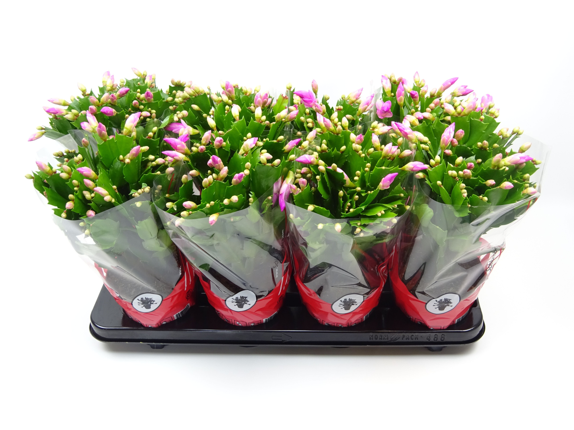 Schlumbergera 13 cm rose, D 13 cm