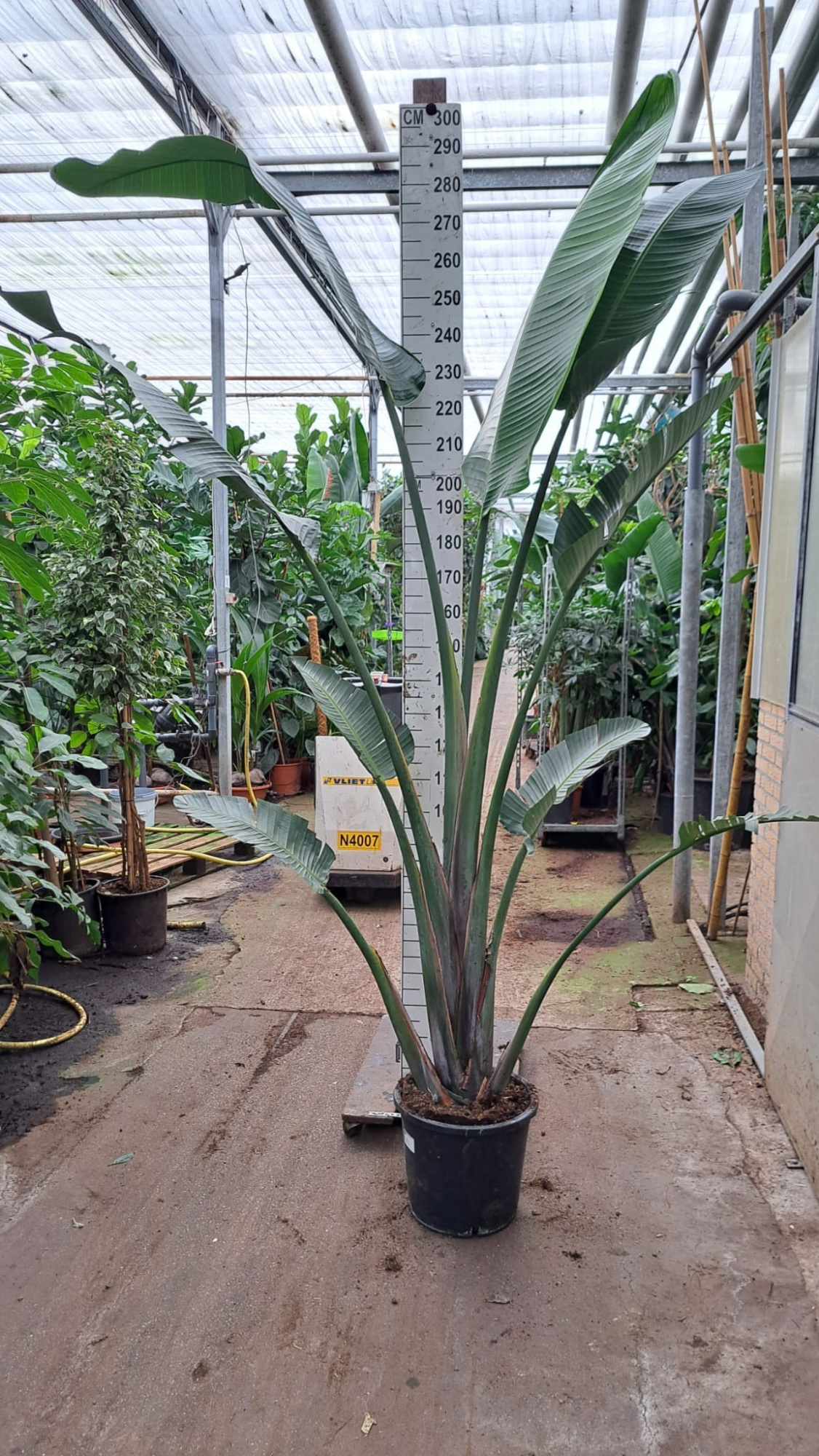 Strelitzia Nicolai toef 300, D 35