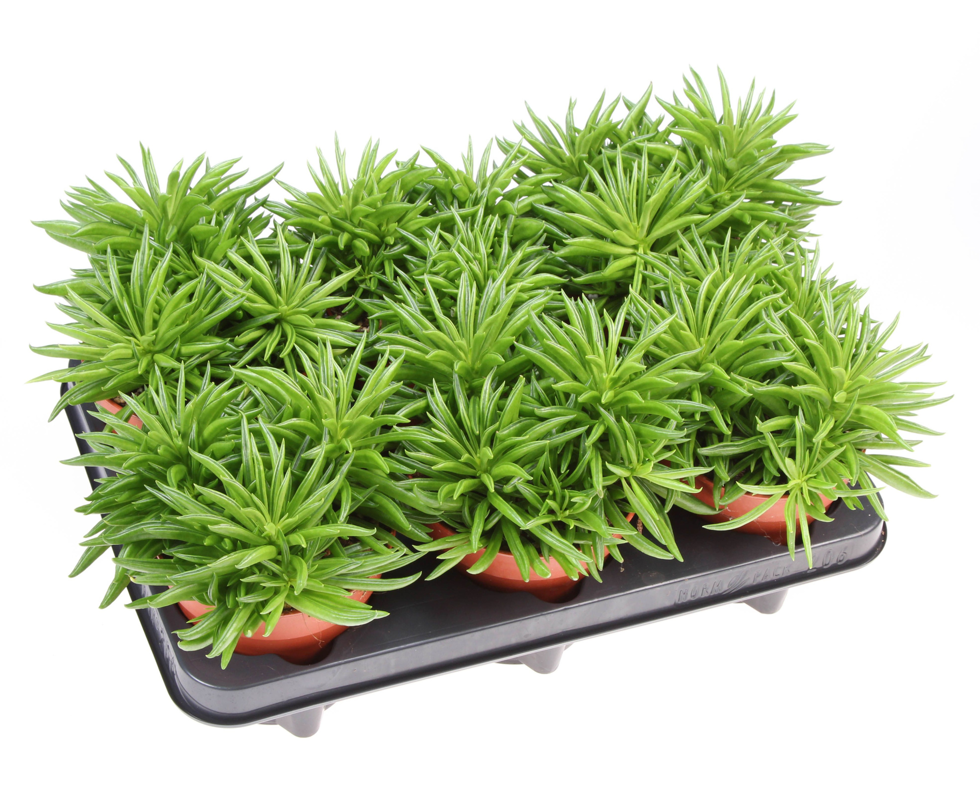 Peperomia Happy Bean, D 12 cm