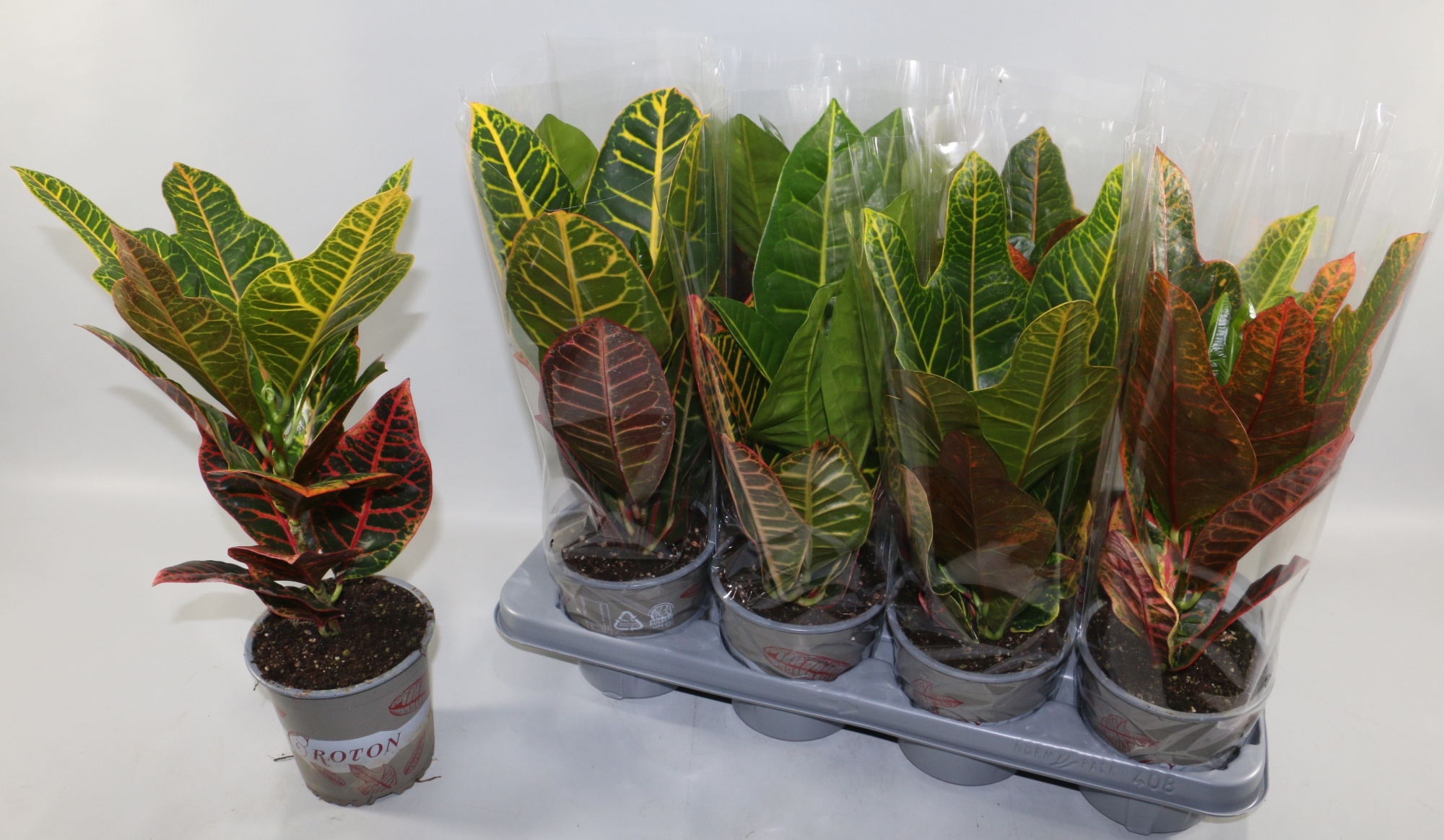 Croton 2 soorten mix Excellent en Petra "Sunshiners®", D 13 cm
