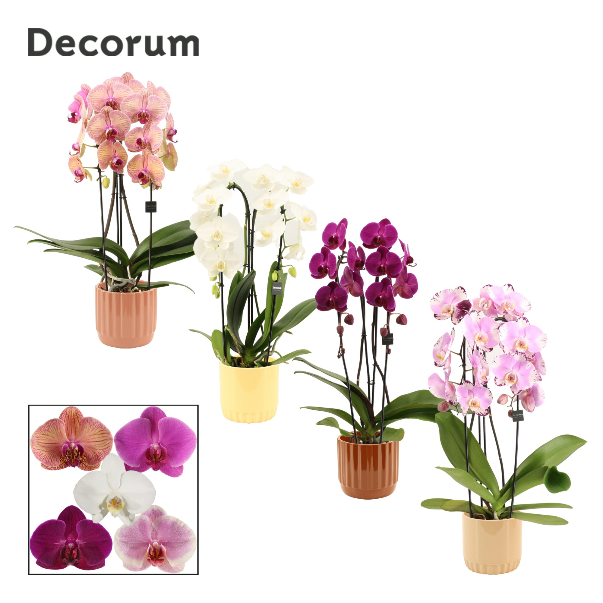 Phalaenopsis cascade 2 tak mix in Liam (Coffee blend-collection, D 12 cm