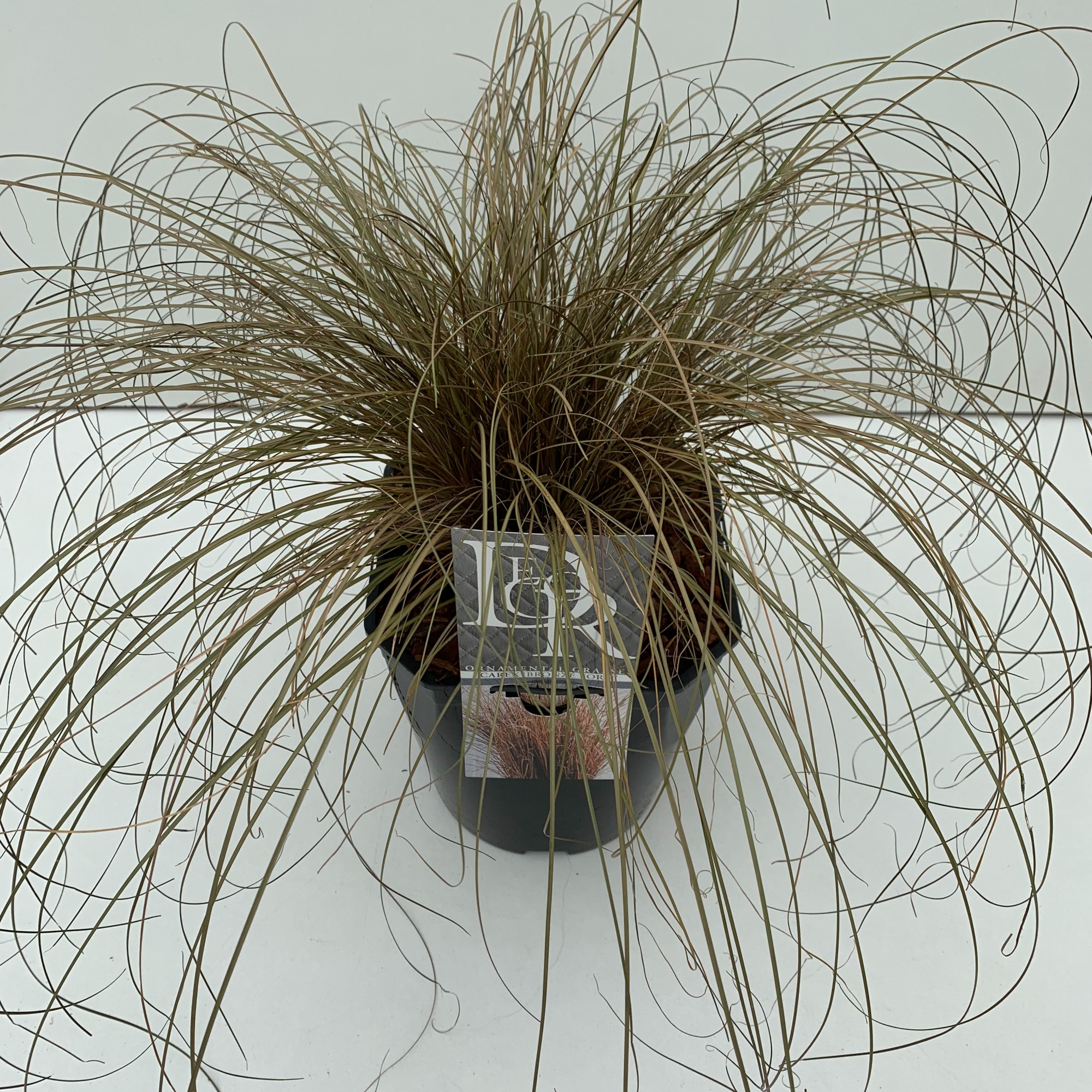 Carex 'Bronze Form', D 23 cm