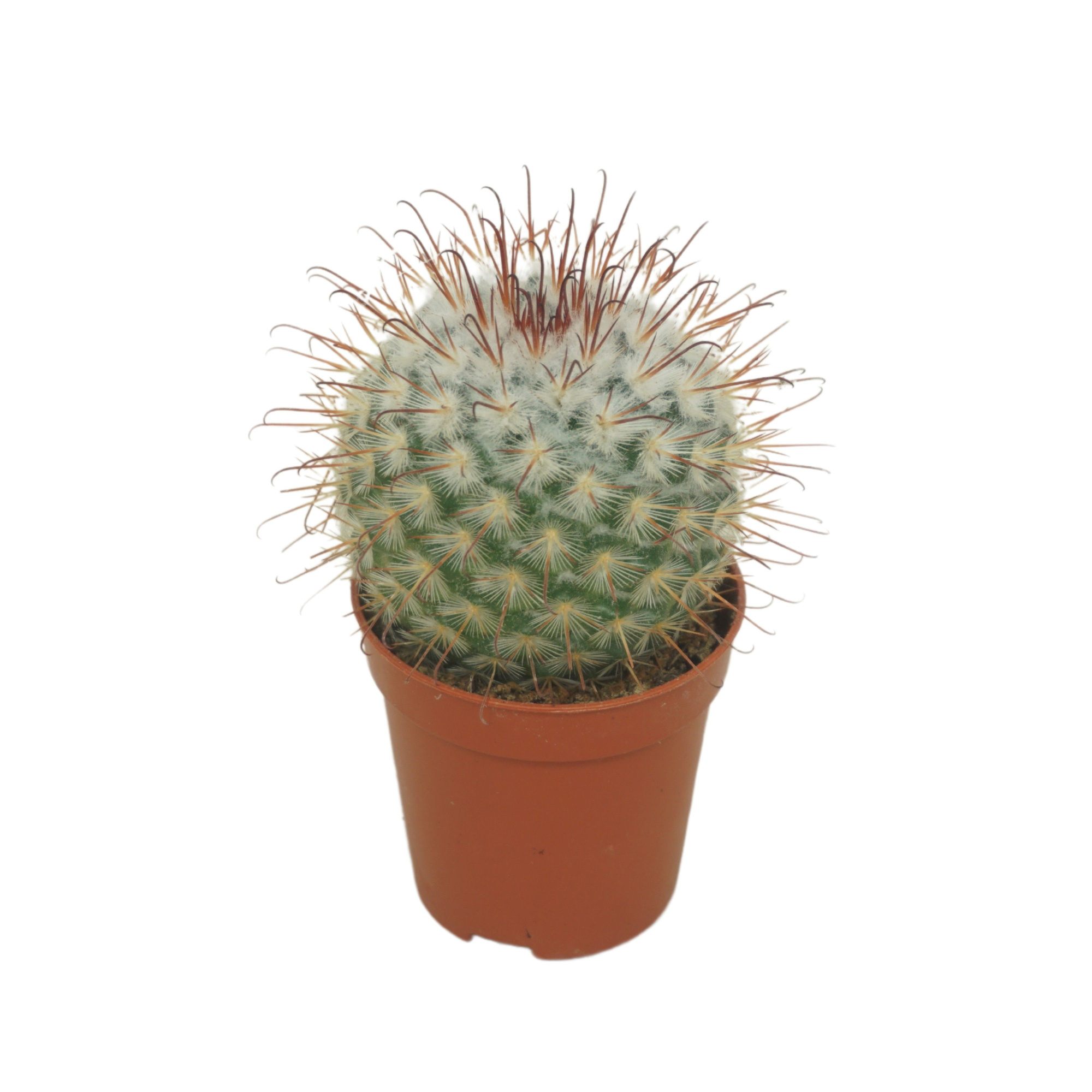 Mammillaria bombycina 5,5 cm, D 5,5 cm