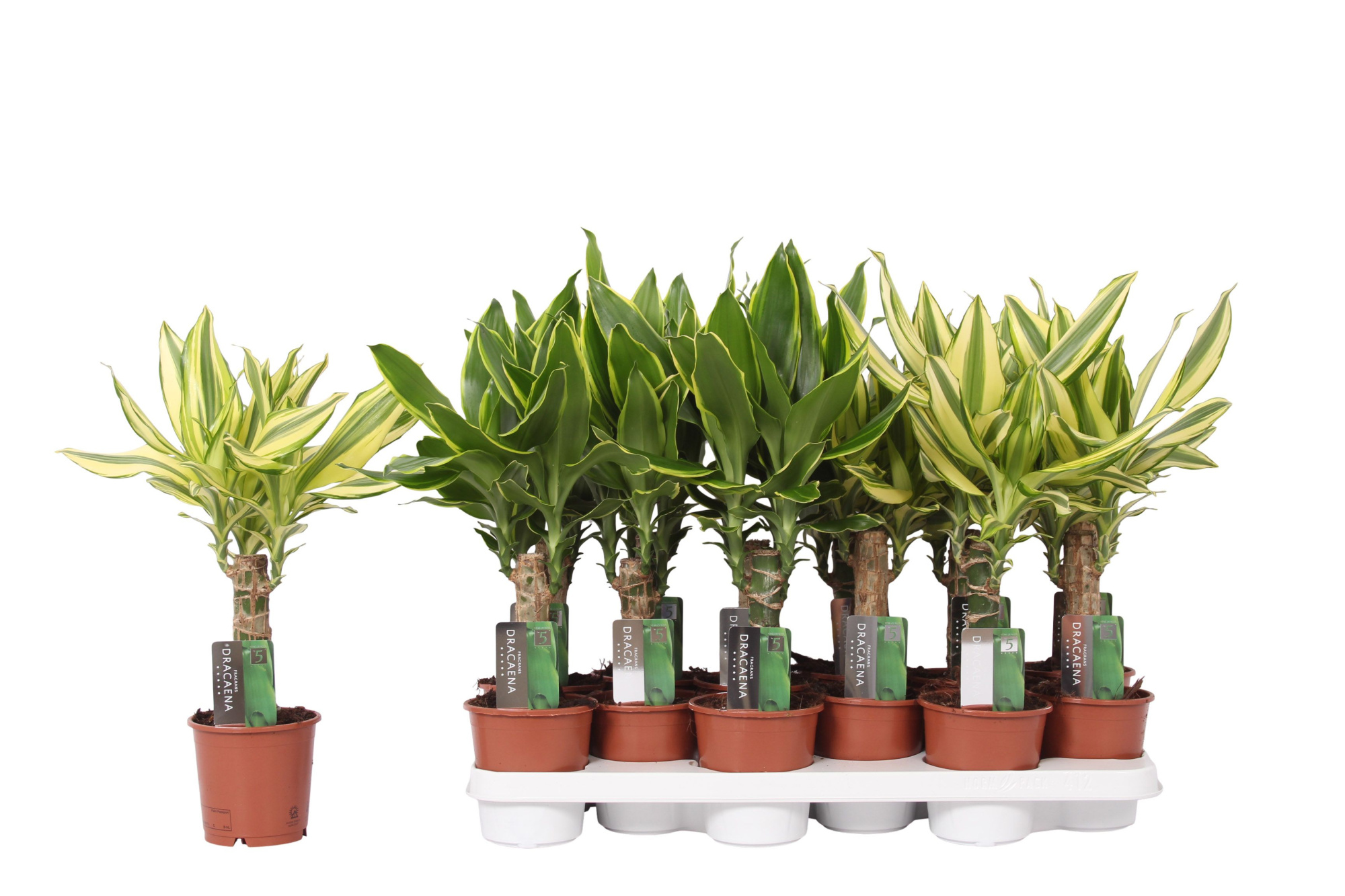 Dracaena mix Golden Coast and Yellow Coast, 11 cm pot, D 11 cm