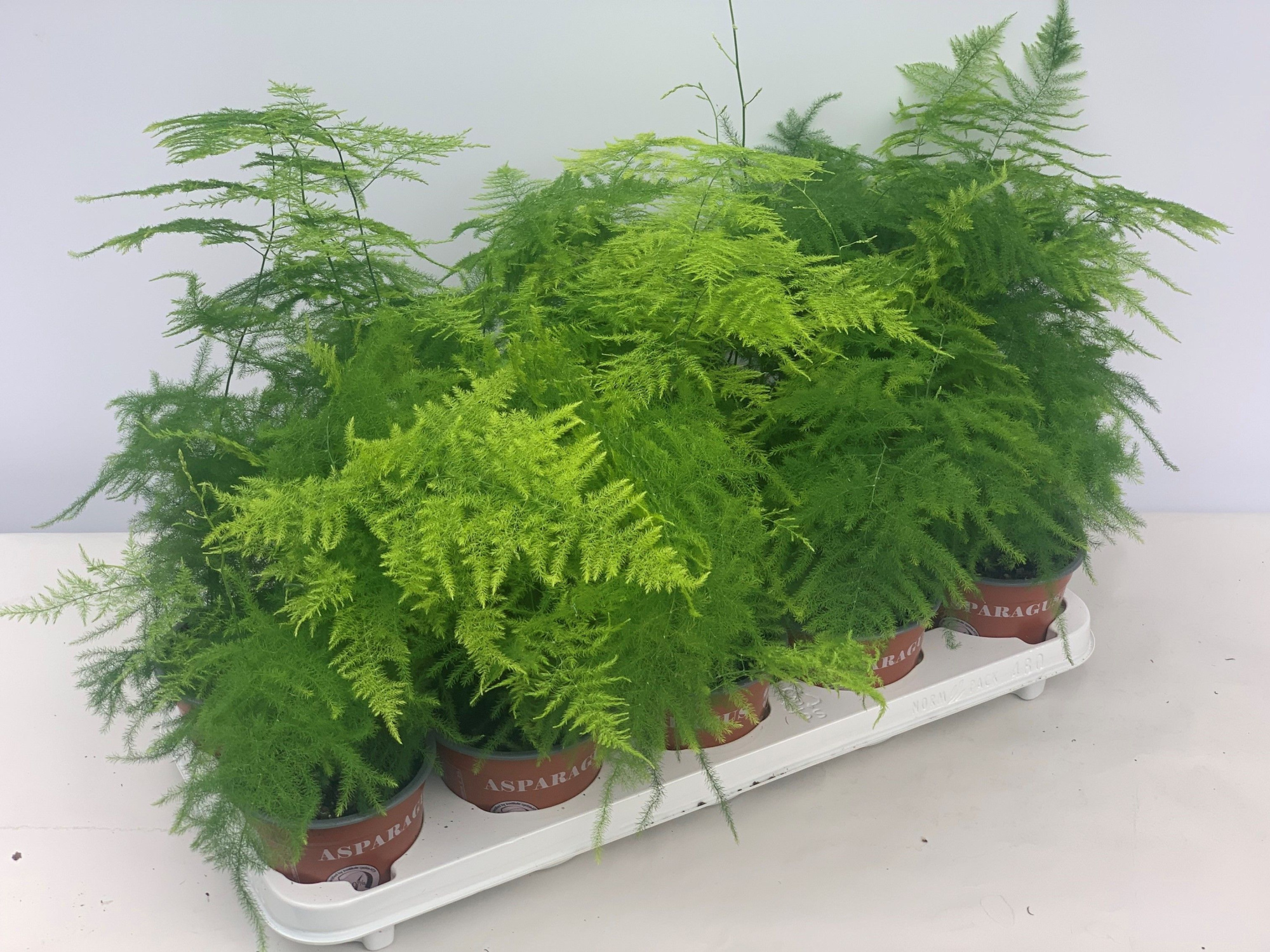 Asparagus Plumosus, D 12 cm