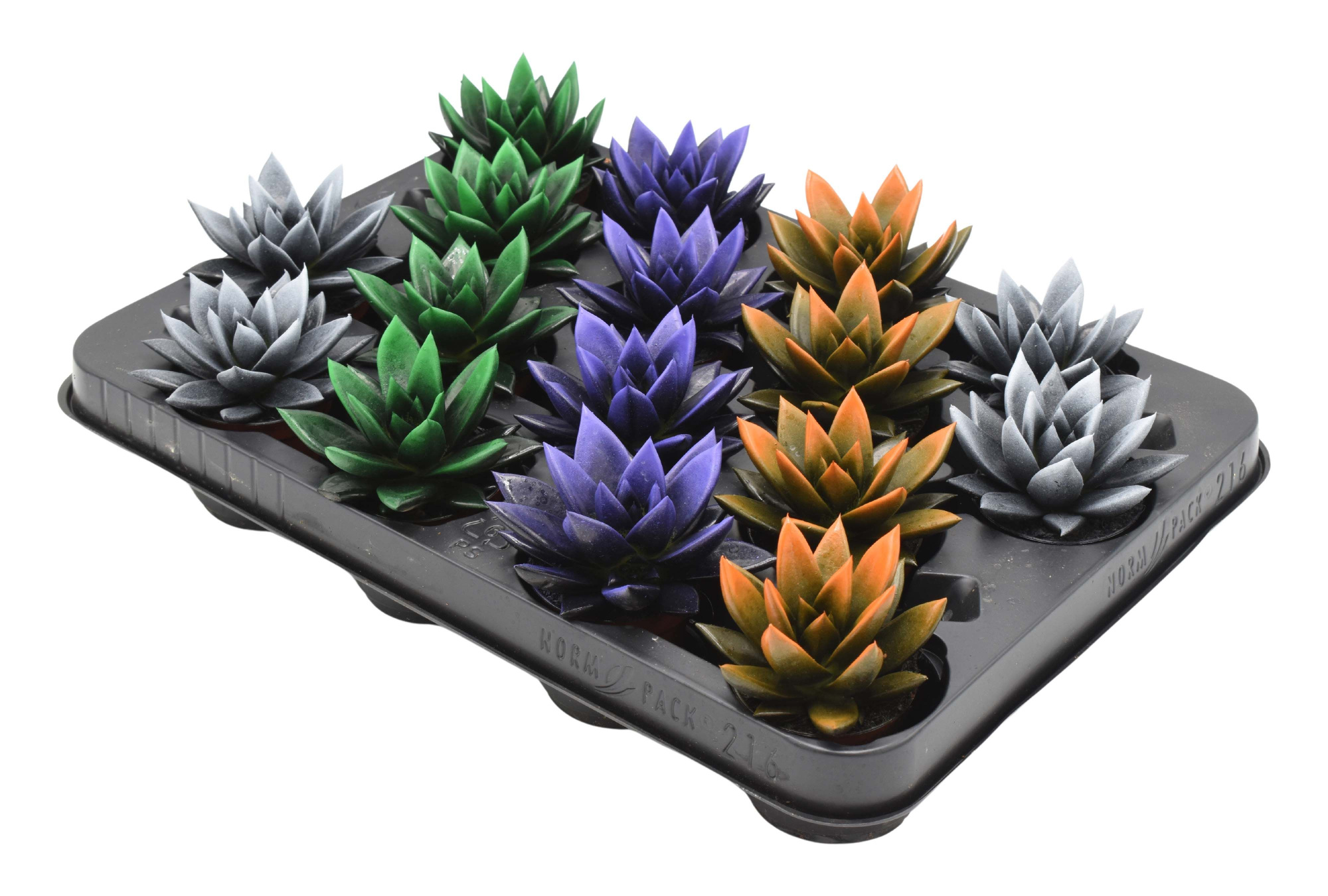 Miranda bicoloured Halloween mix, D 6 cm