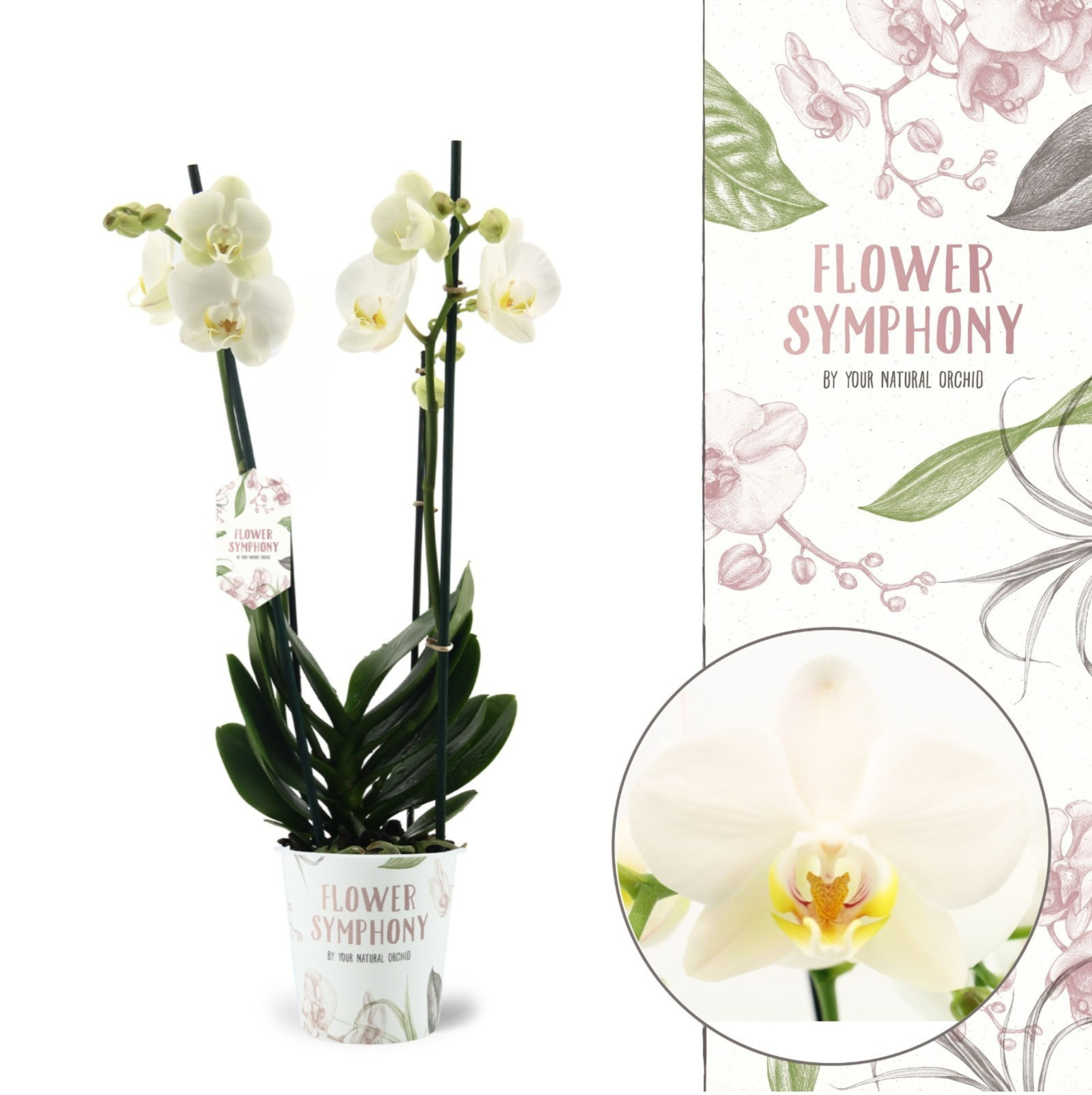 Flower Symphony | Ghent | Phalaenopsis 2 spike, D 12 cm