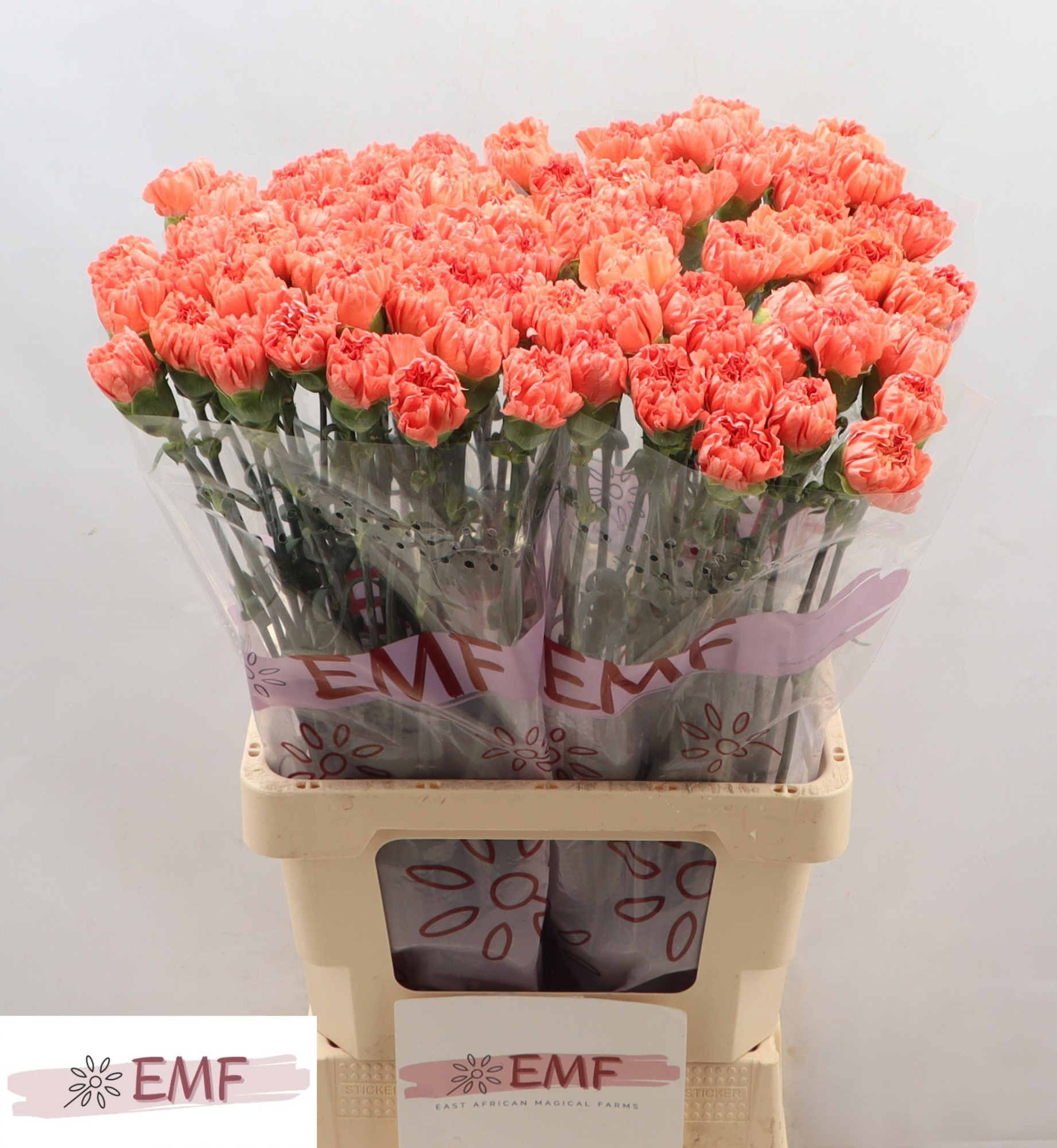 Диантус од. Тамаринд, шт.