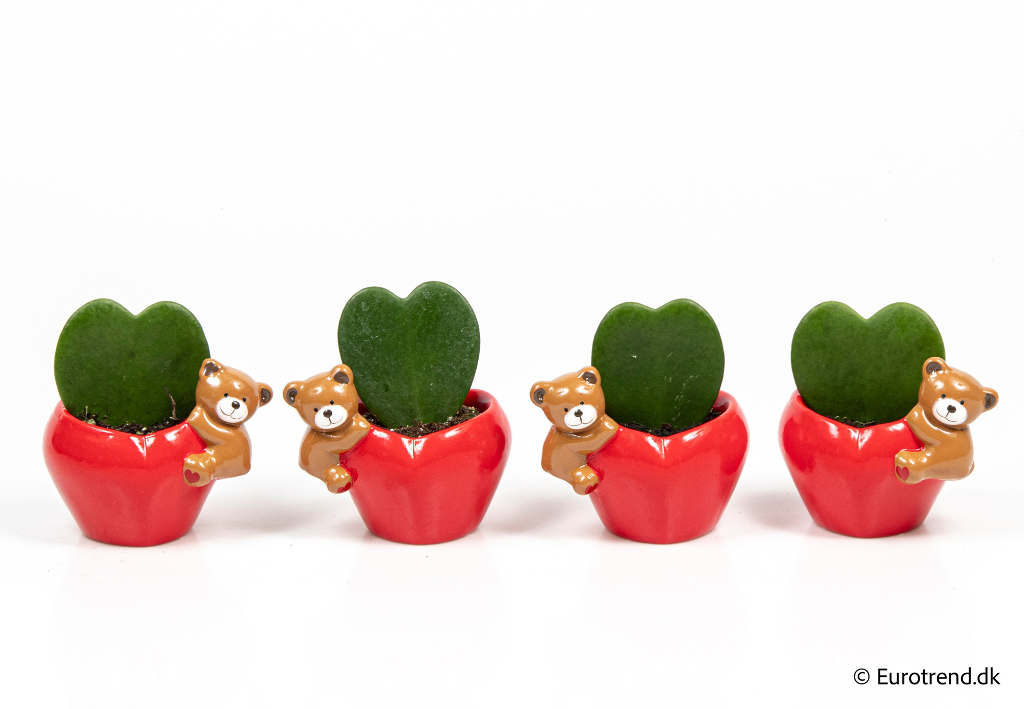 Hoya single heart in Valentine ceramic 2026, D 6