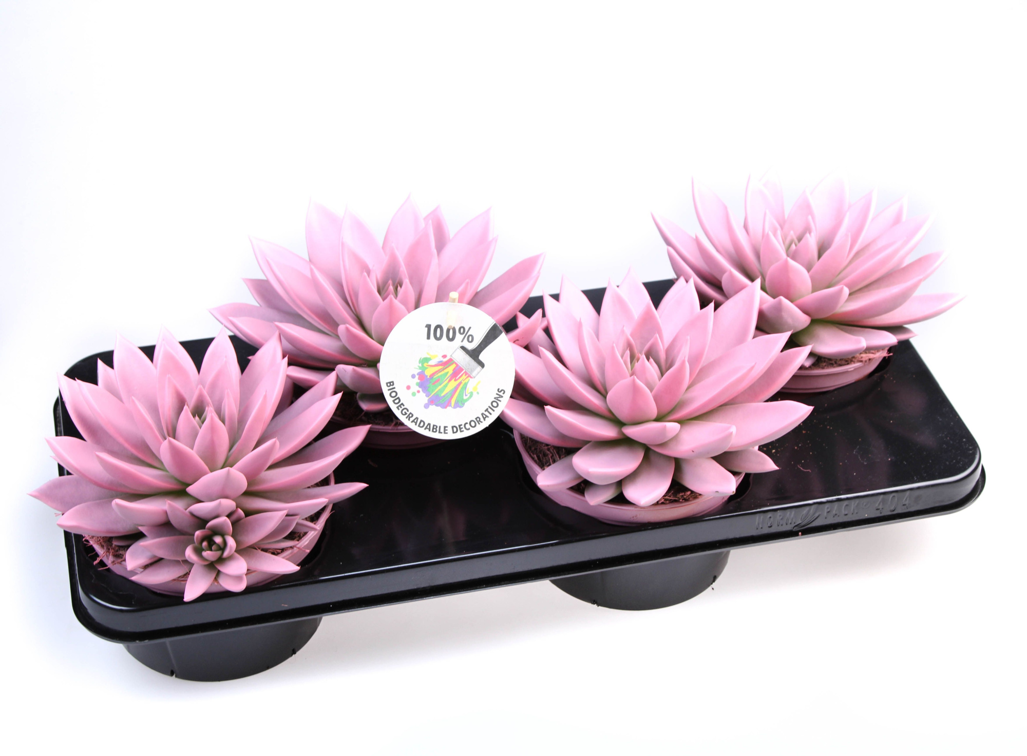 Rainbow rose, D 15 cm