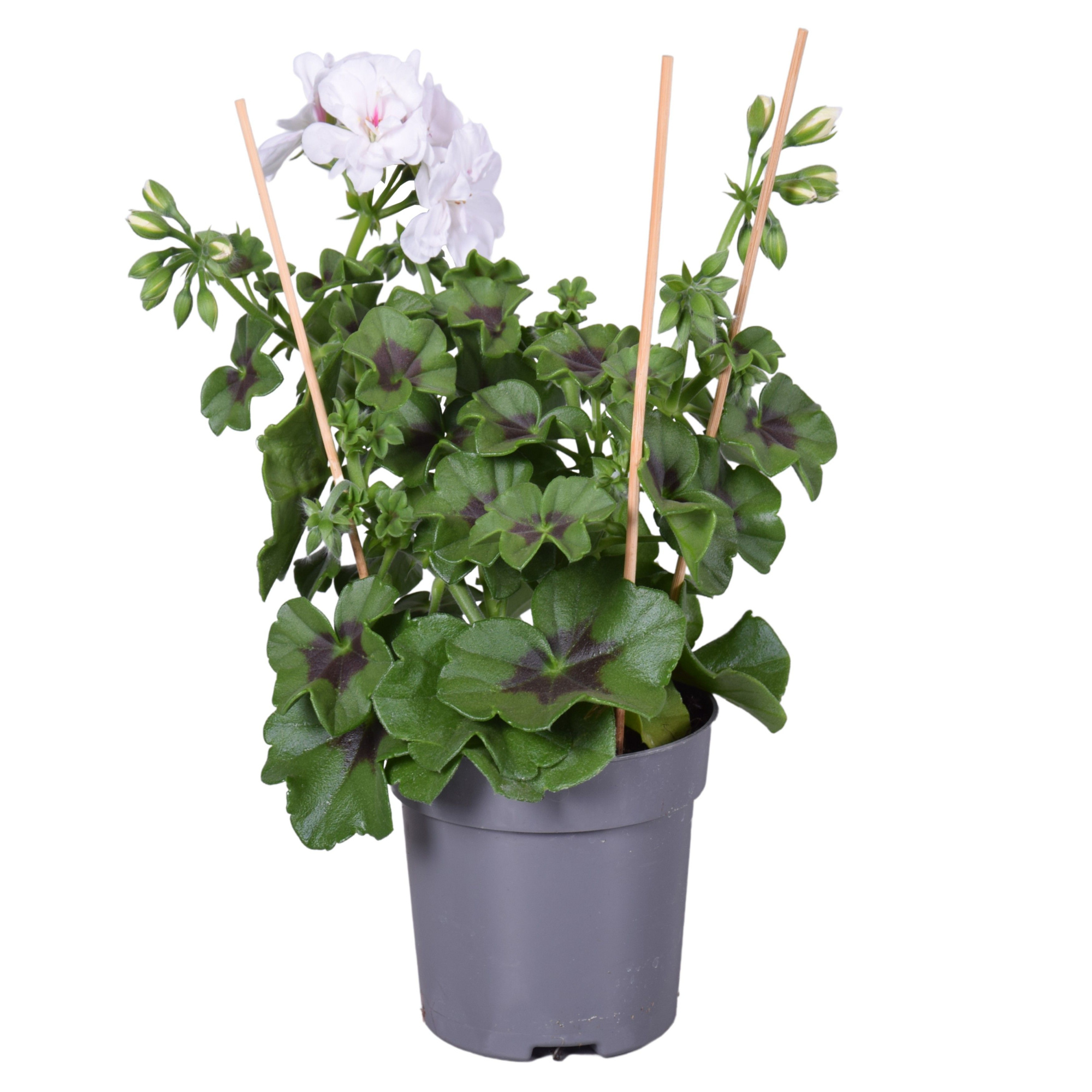 Pel. Peltatum Dubbel Wit, D 10,5