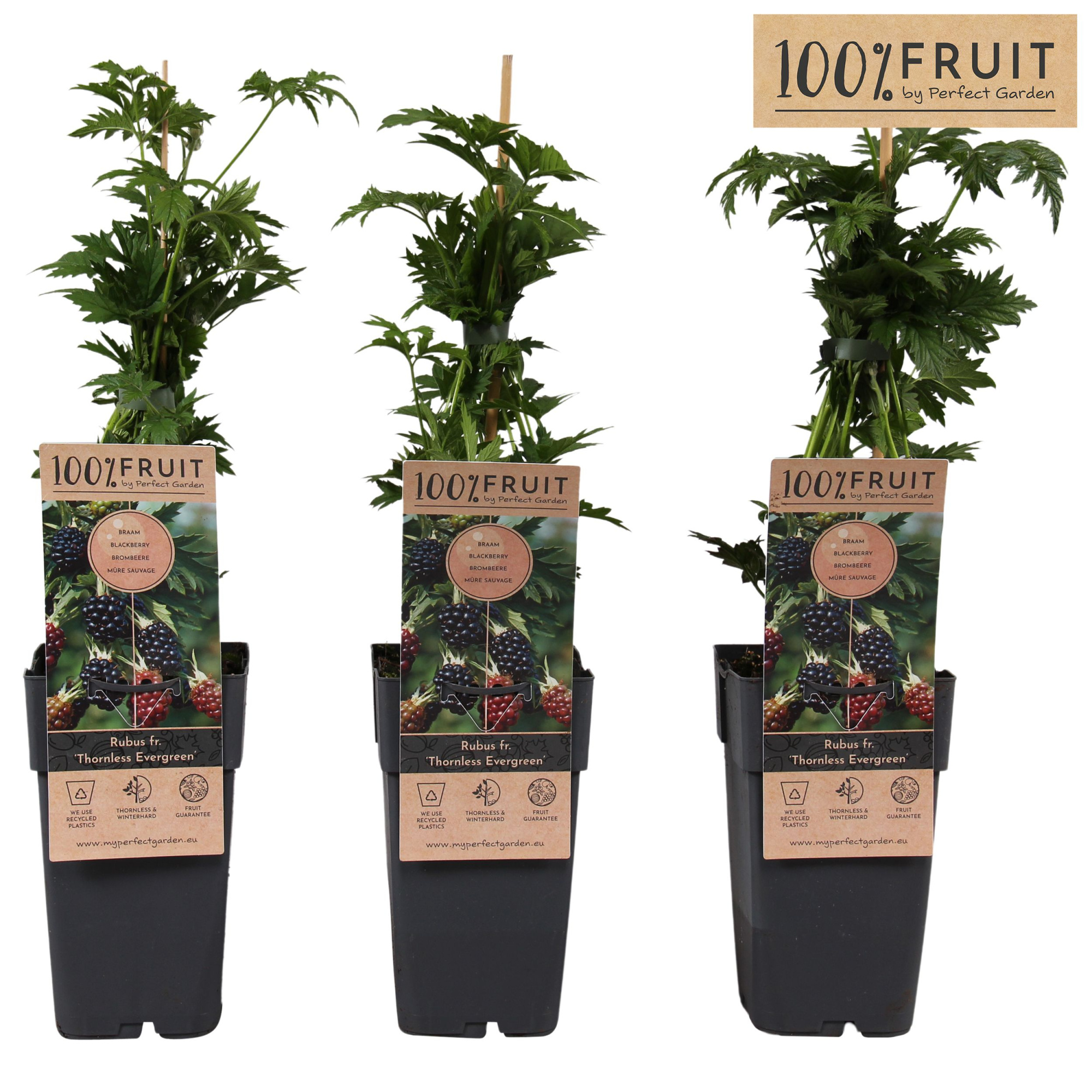 Rubus fruticosus Thornless Evergreen P15, D 15 cm