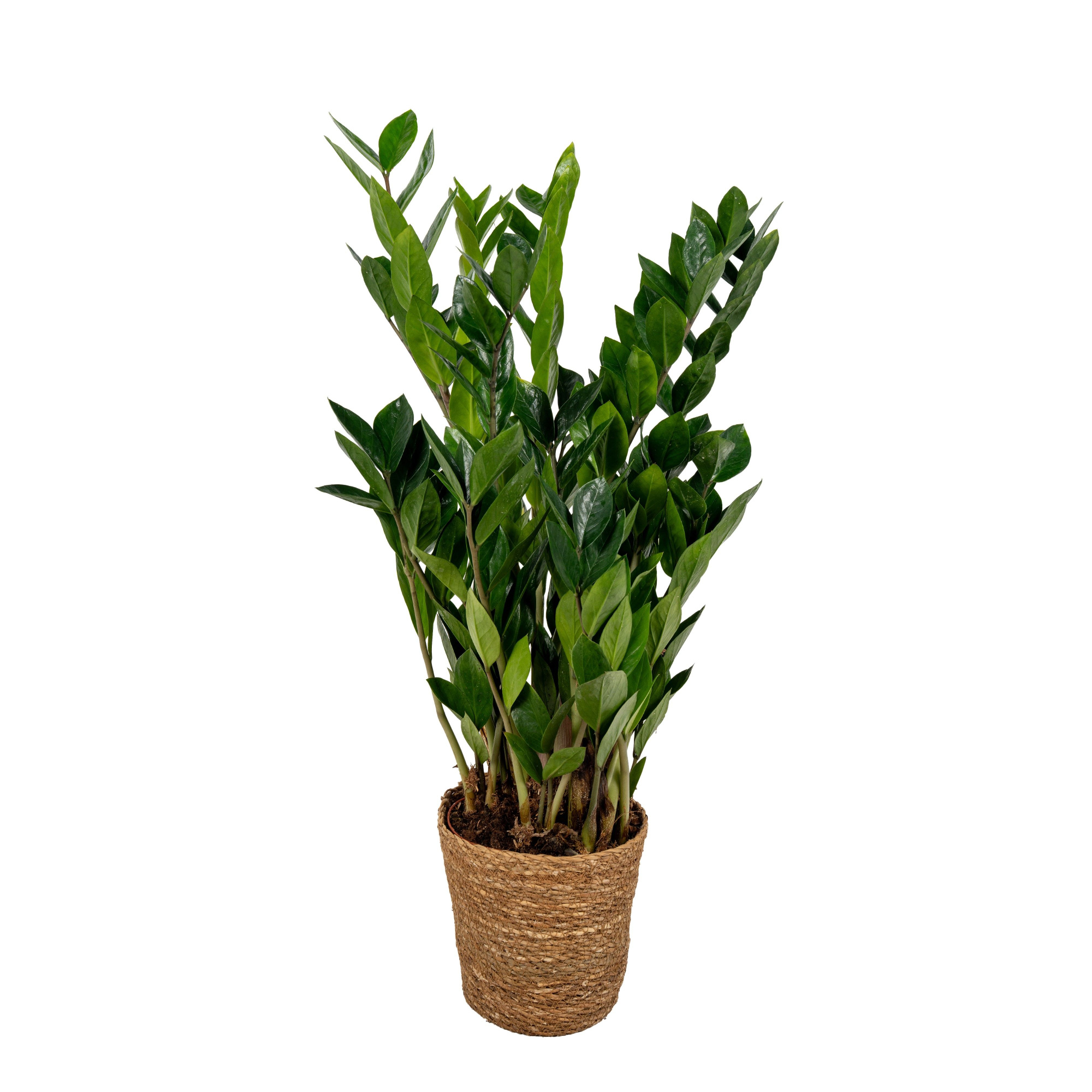 Zamioculcas 80cm 8+ veren in mand, D 17 cm