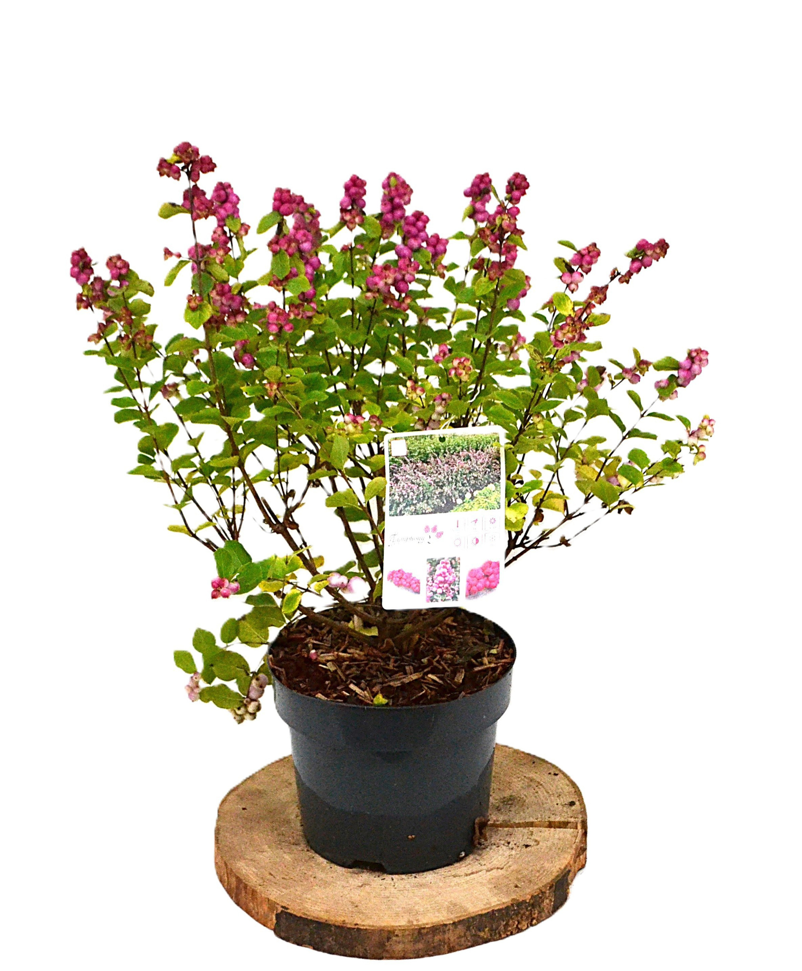 Symphoricarpos d. Rumble C3, D 19