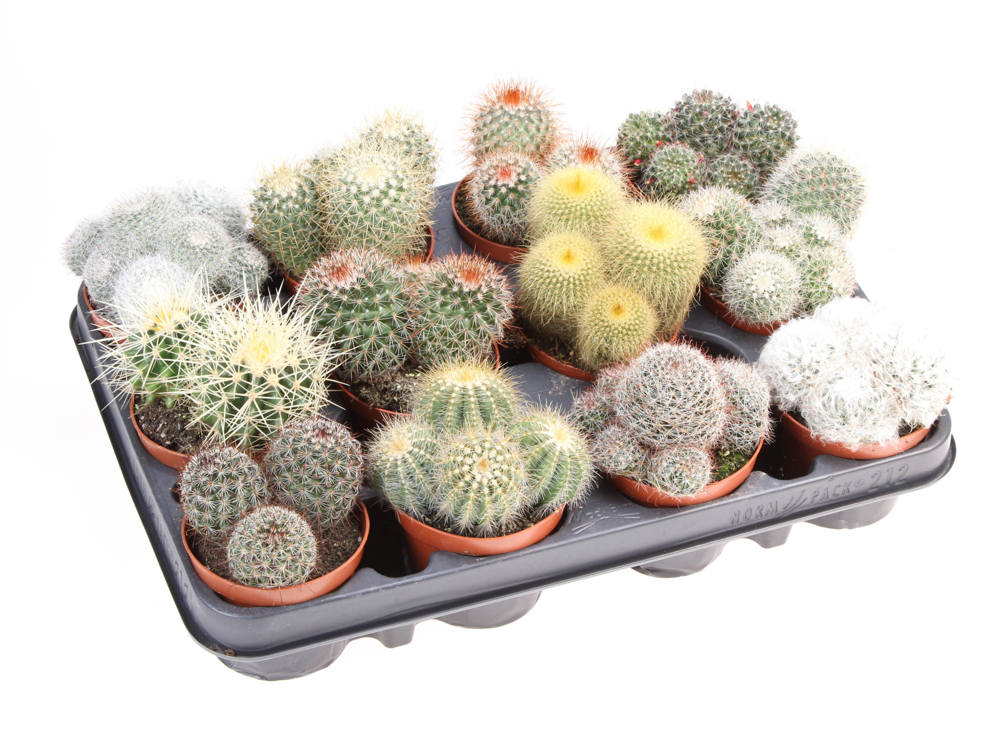 Cactus bol mix, D 8,5 cm