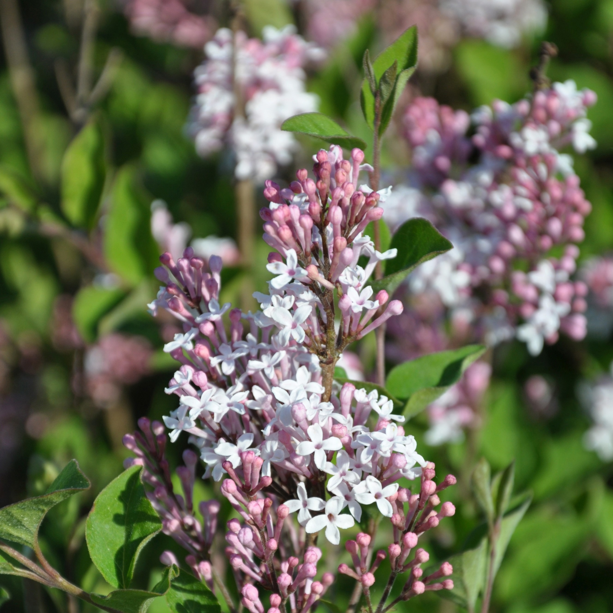 Syringa FLOWERFESTA® White, 'Premium Selection', C5, D 23