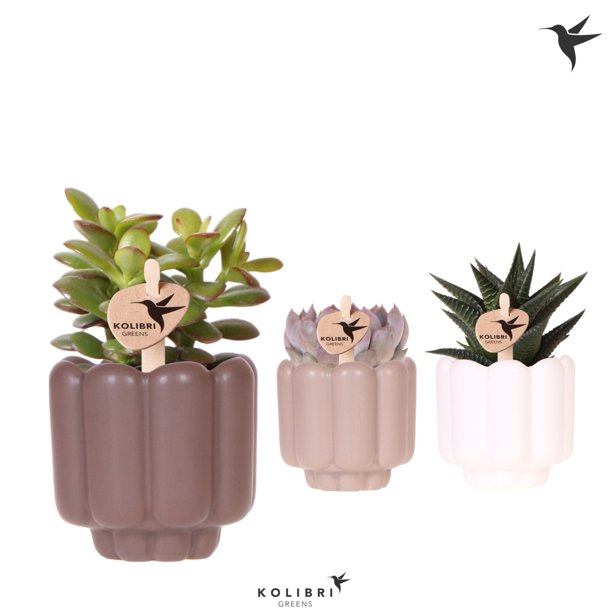 Kolibri Greens Succulenten mix in Retro pot sand mix, D 6 cm