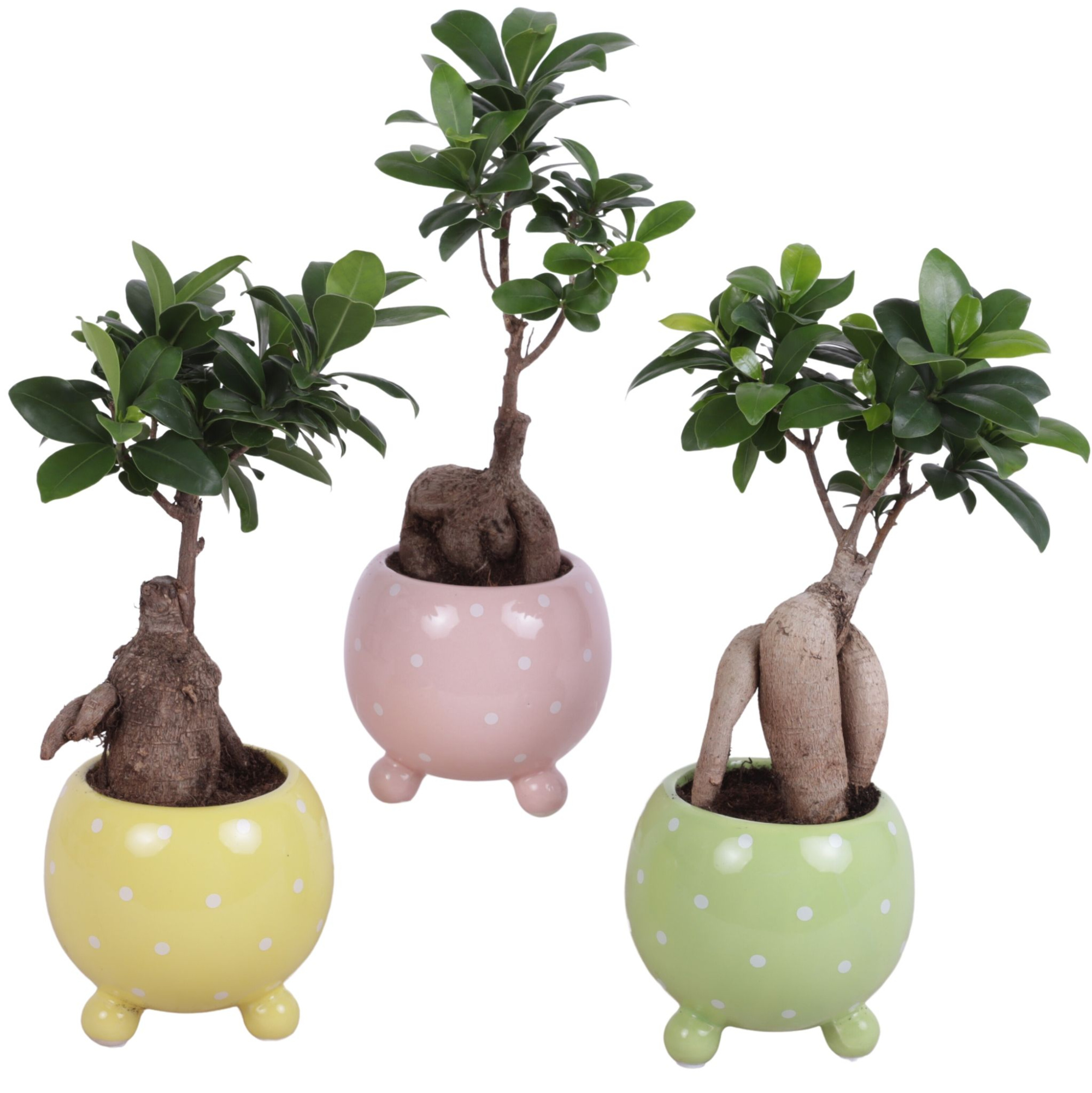 Ficus m. Ginseng Ball Shape Ø09cm in Ø11cm Ball Dots Pot, D 11 cm