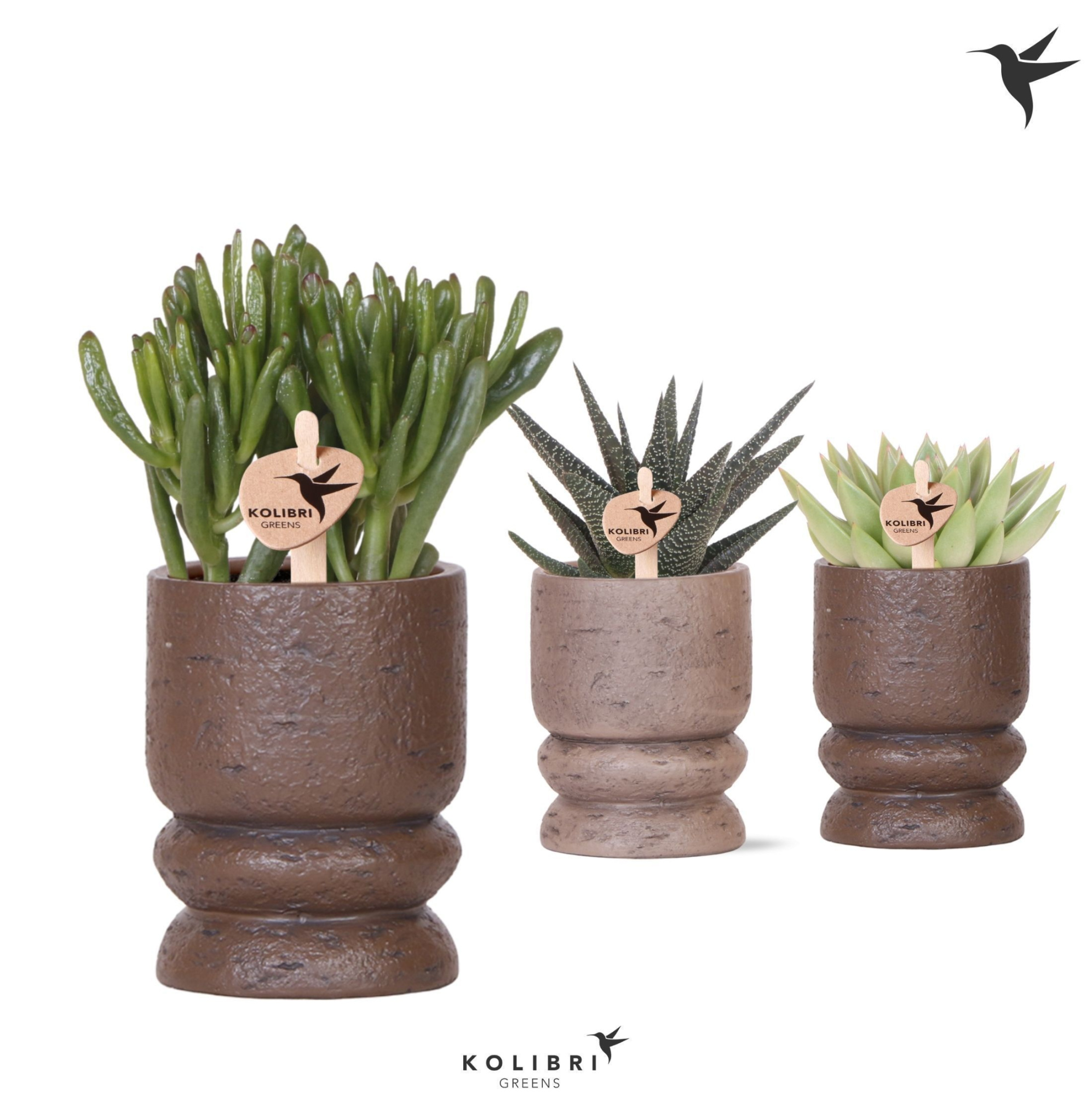 Kolibri Greens Succulenten mix in Vintage pot mix, D 9 cm