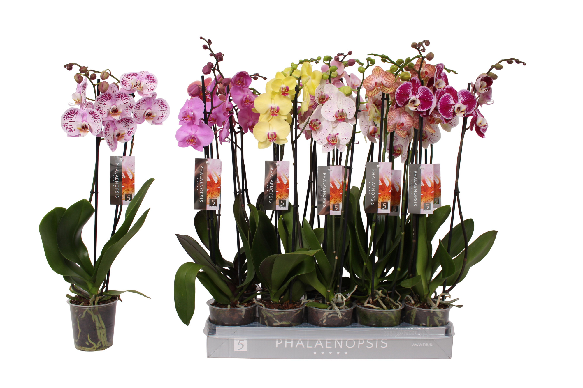 Phalaenopsis 7 color mix, 2-spike 18+, D 12 cm