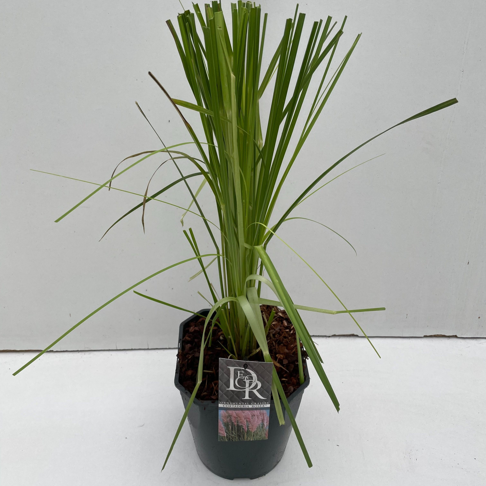 Cortaderia sell. 'Rosea', D 23 cm